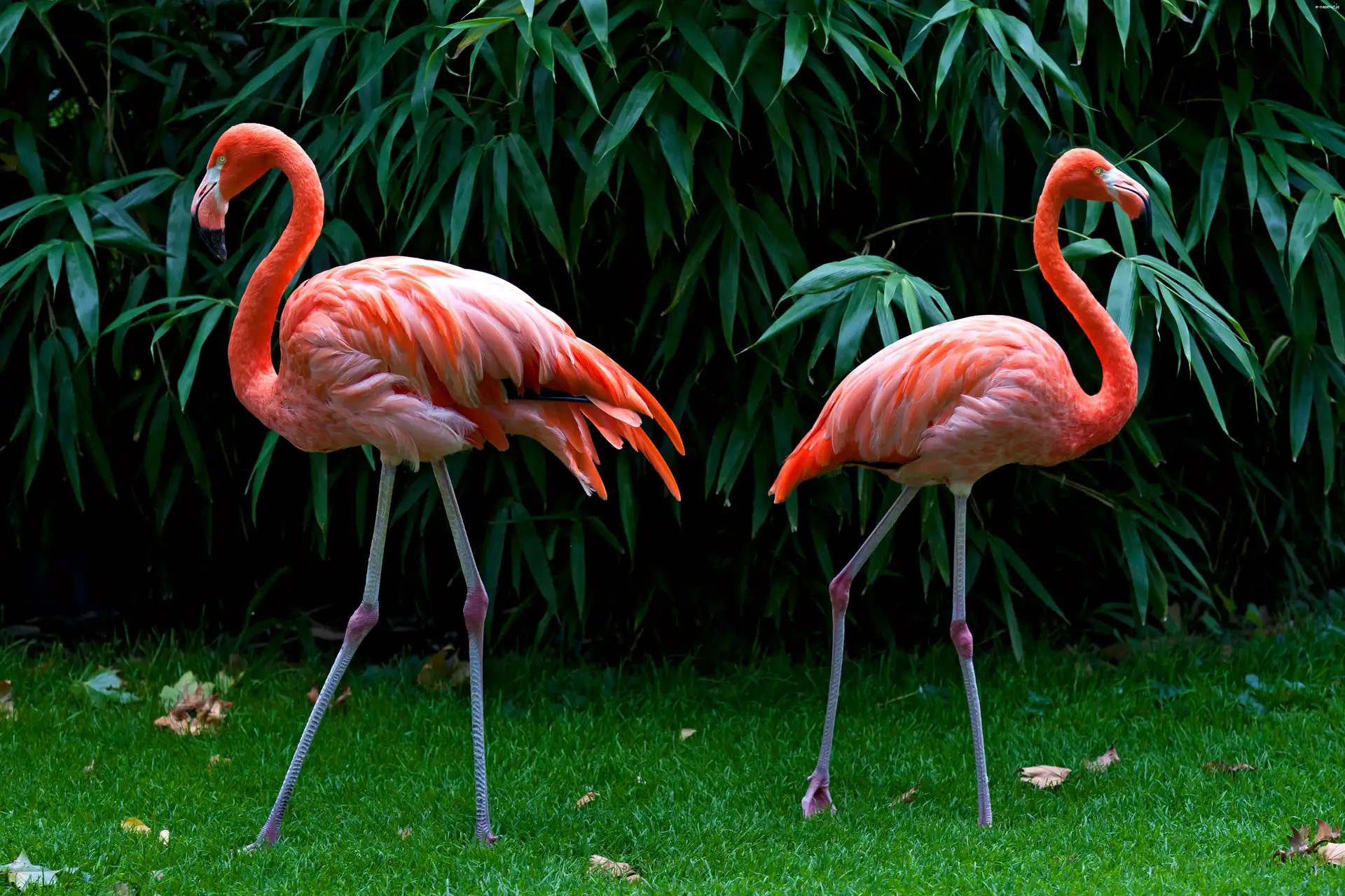 Flamingi, Krzewy, Trawa, Dwa