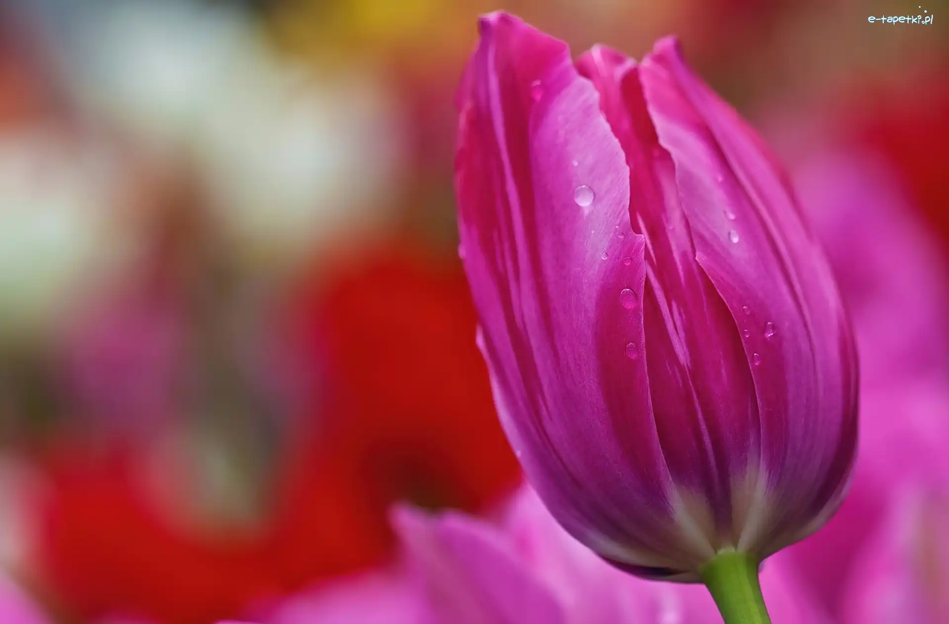 Tulipan, Rosy, Krople, Różowy