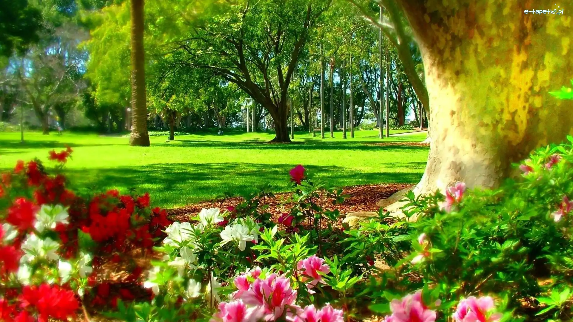 Hyde Park, Australia, Sydney, Wiosna