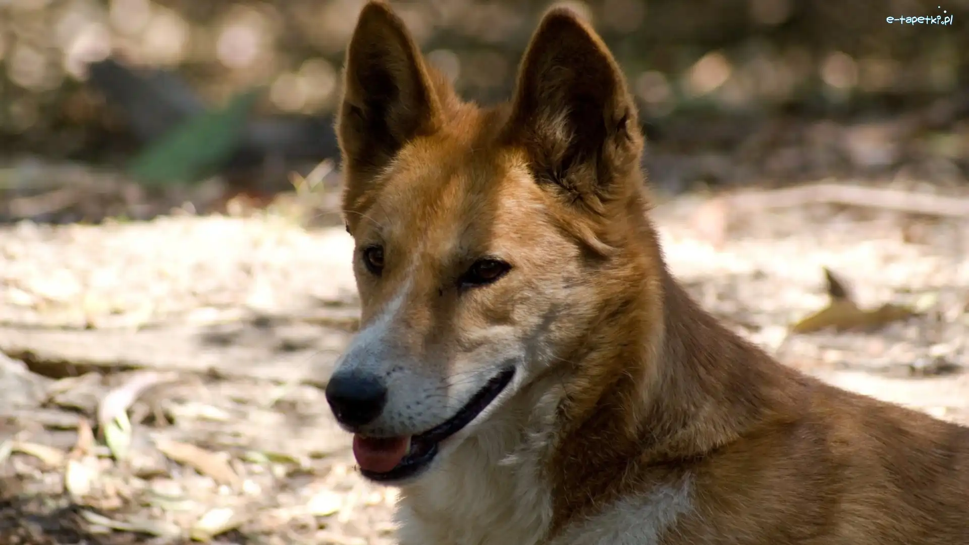 Dingo, Pies, Dziki