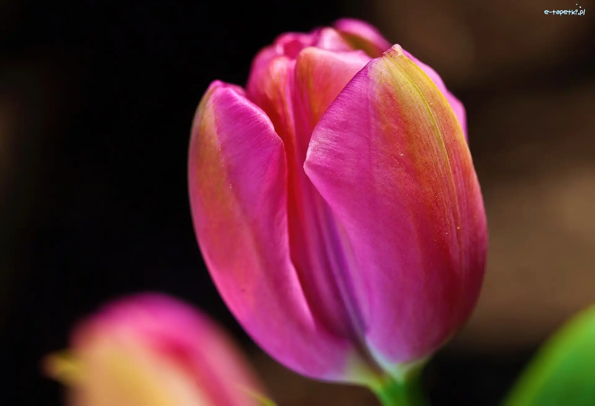 Tulipan