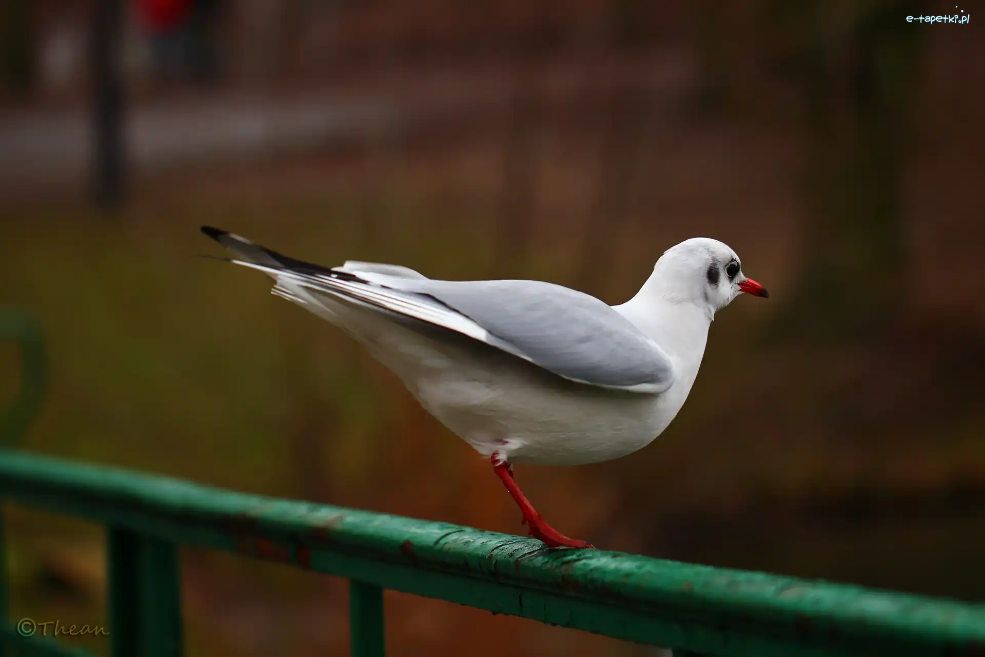 Śmieszka, Ptak, Biały, Mewa