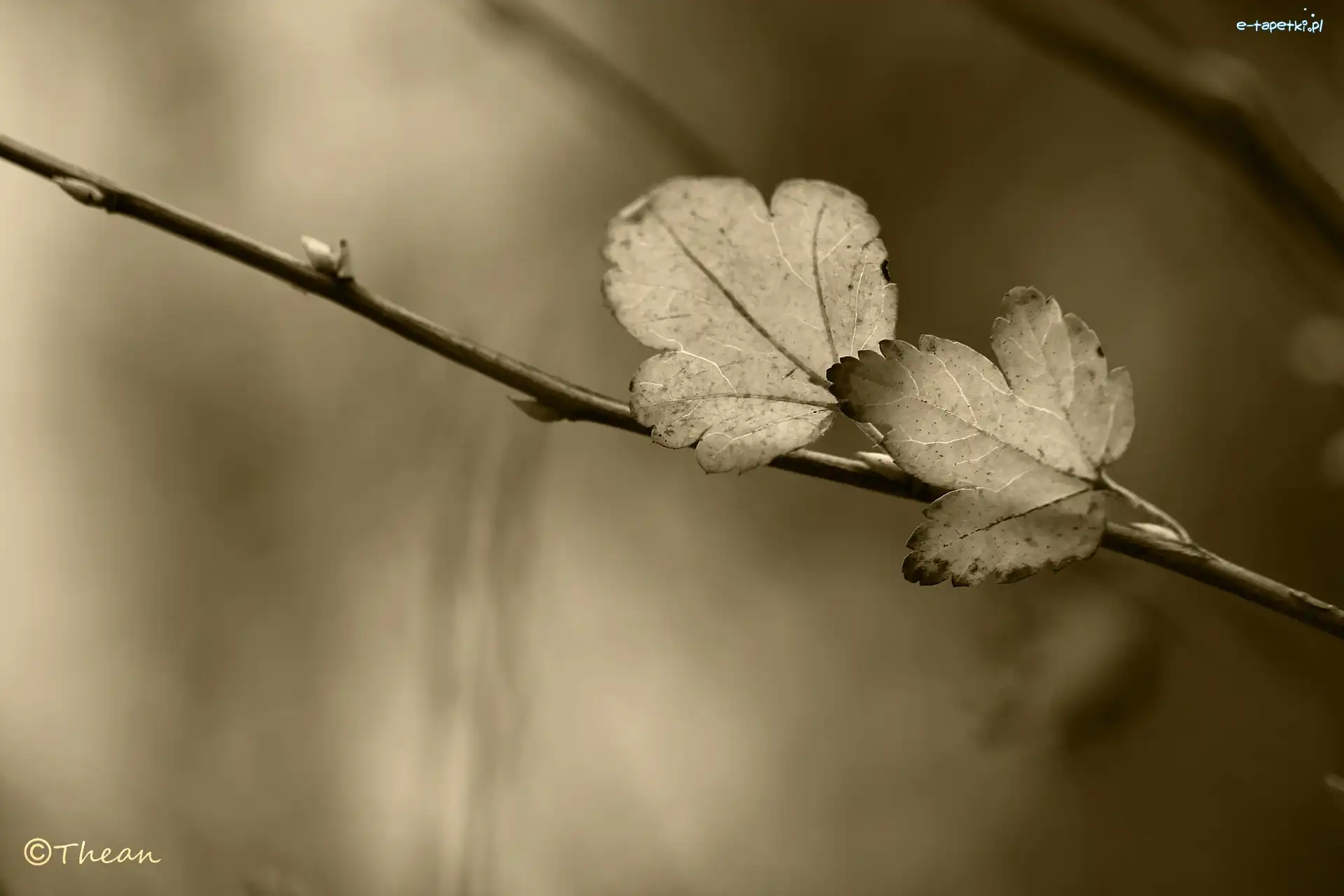 Sepia, Gałązka, Listki
