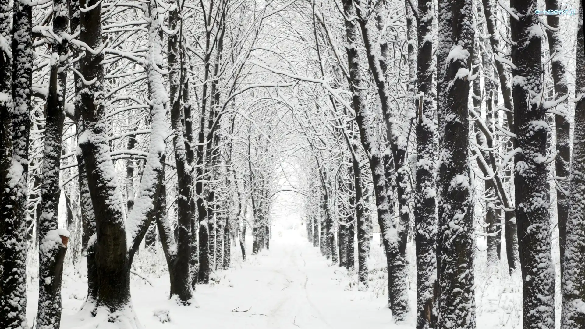 Śnieg, Las, Zima