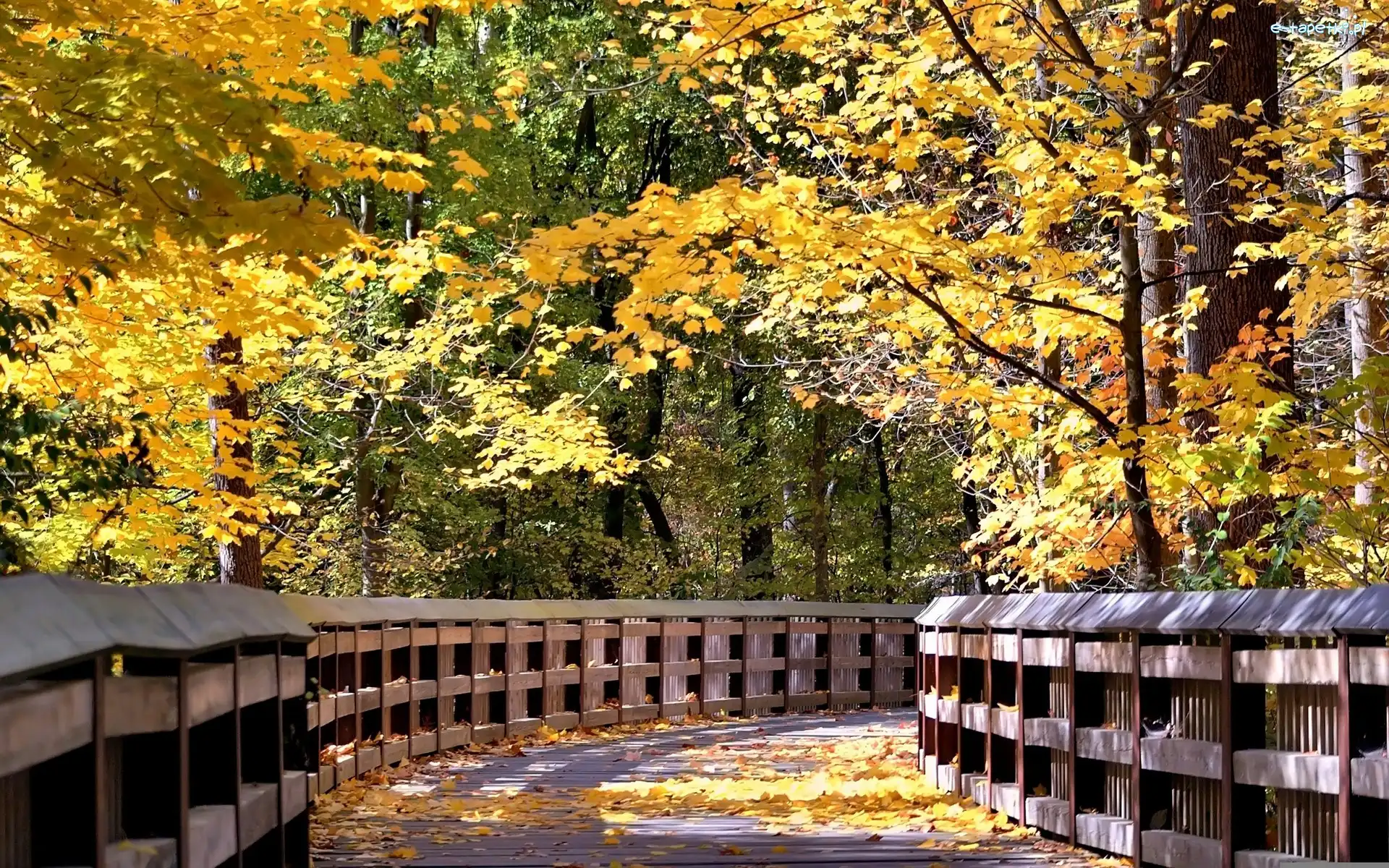 Park, Drzewa, Liście, Jesień, Kolorowe, Most