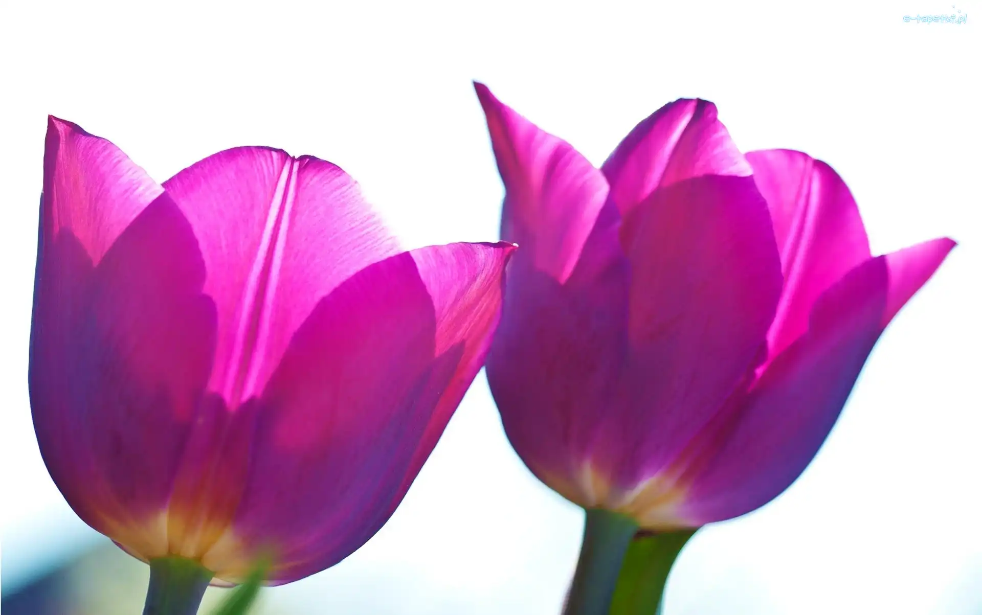 Tulipany, Tło, Białe, Fioletowe