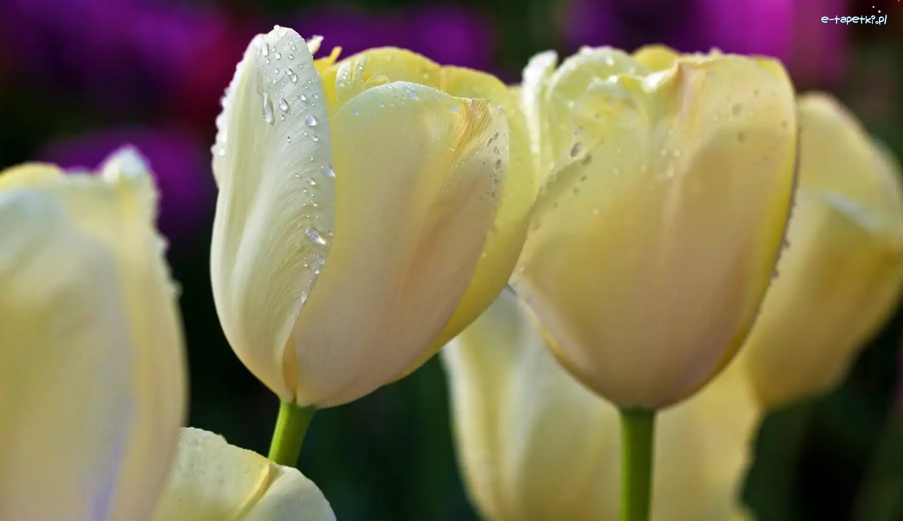 Tulipany, Wody, Krople, Białe