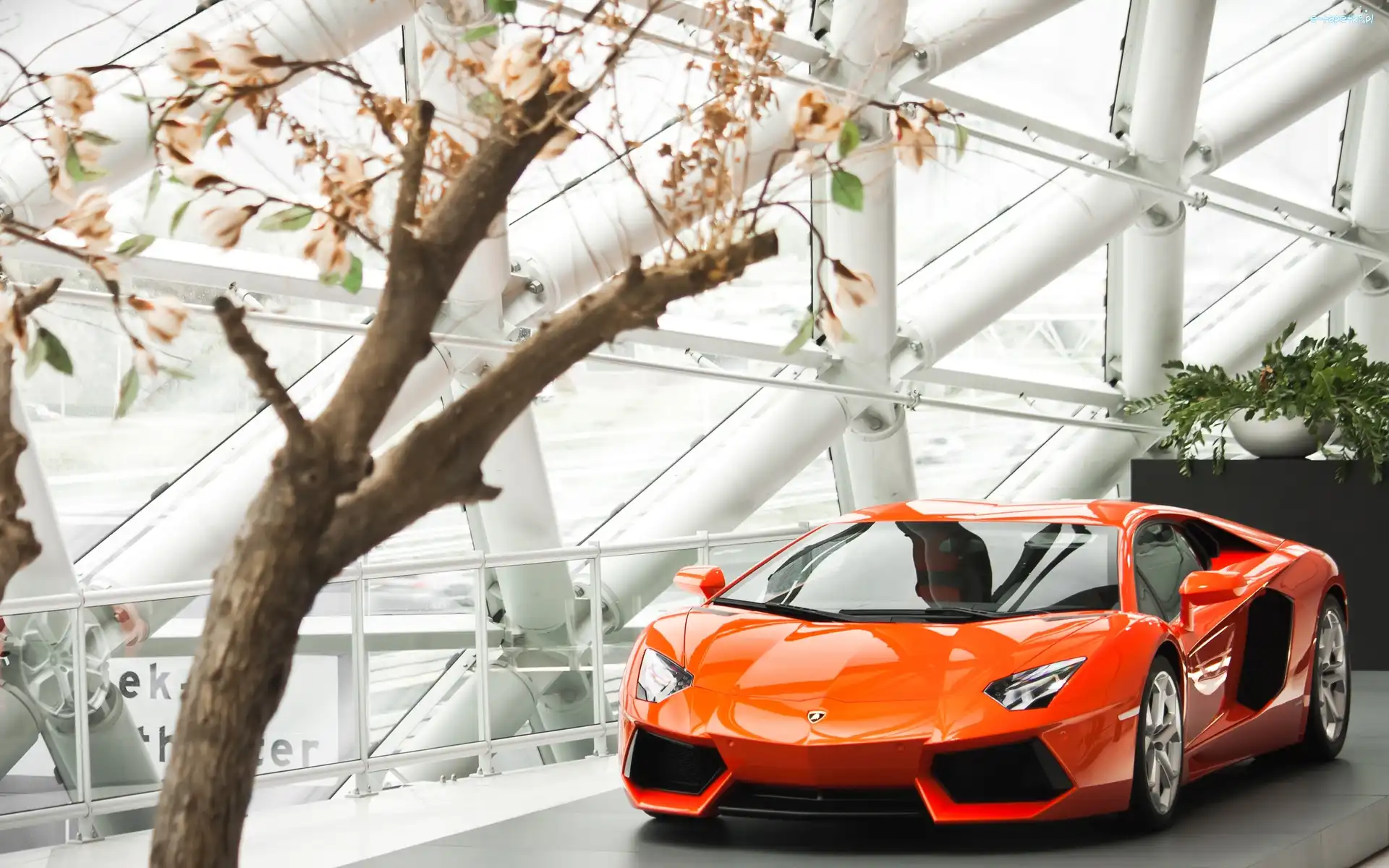 Magnolii, Lamborghini, Aventador, Samochodowy, Salon, Krzew, 2013