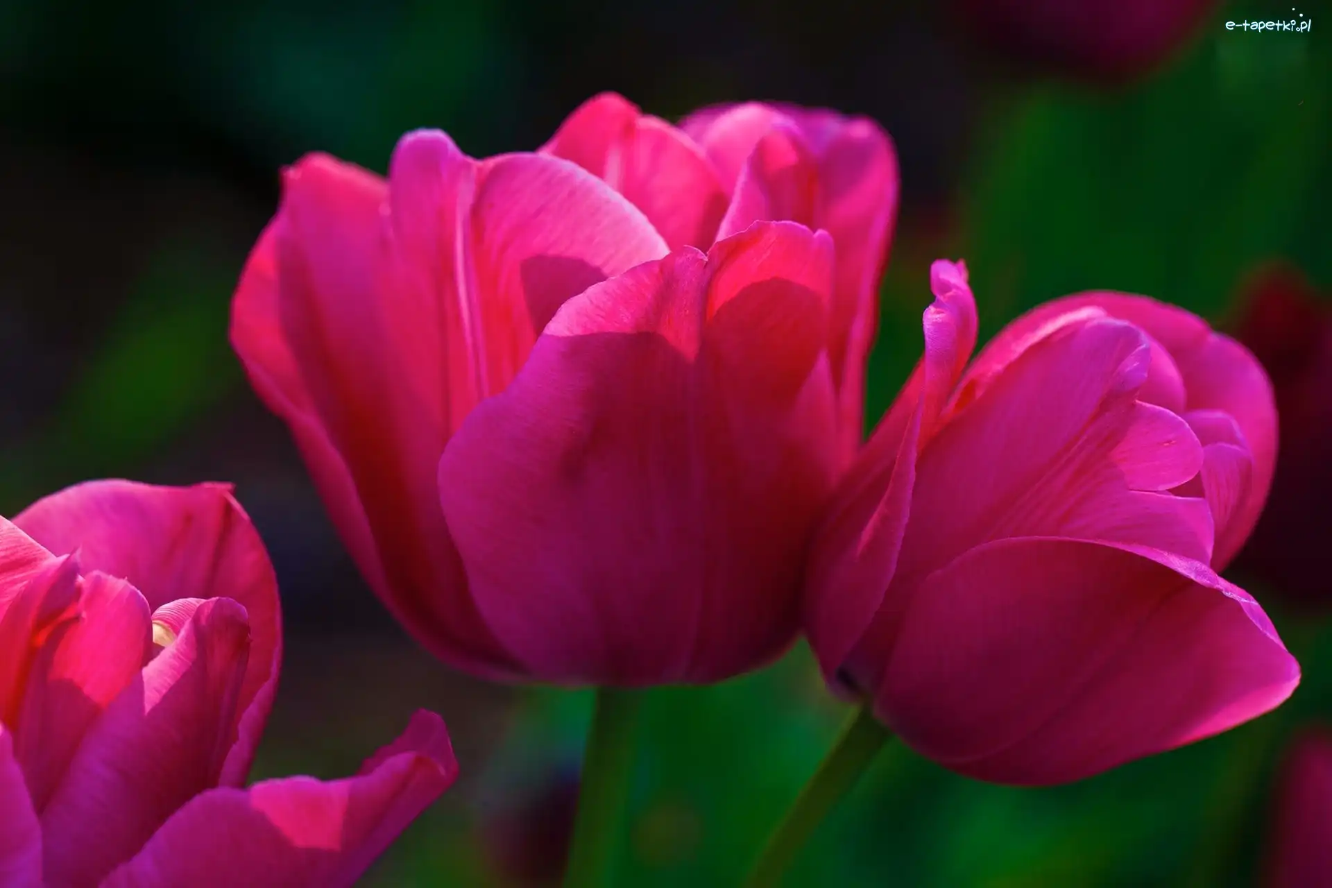 Tulipany, Różowe