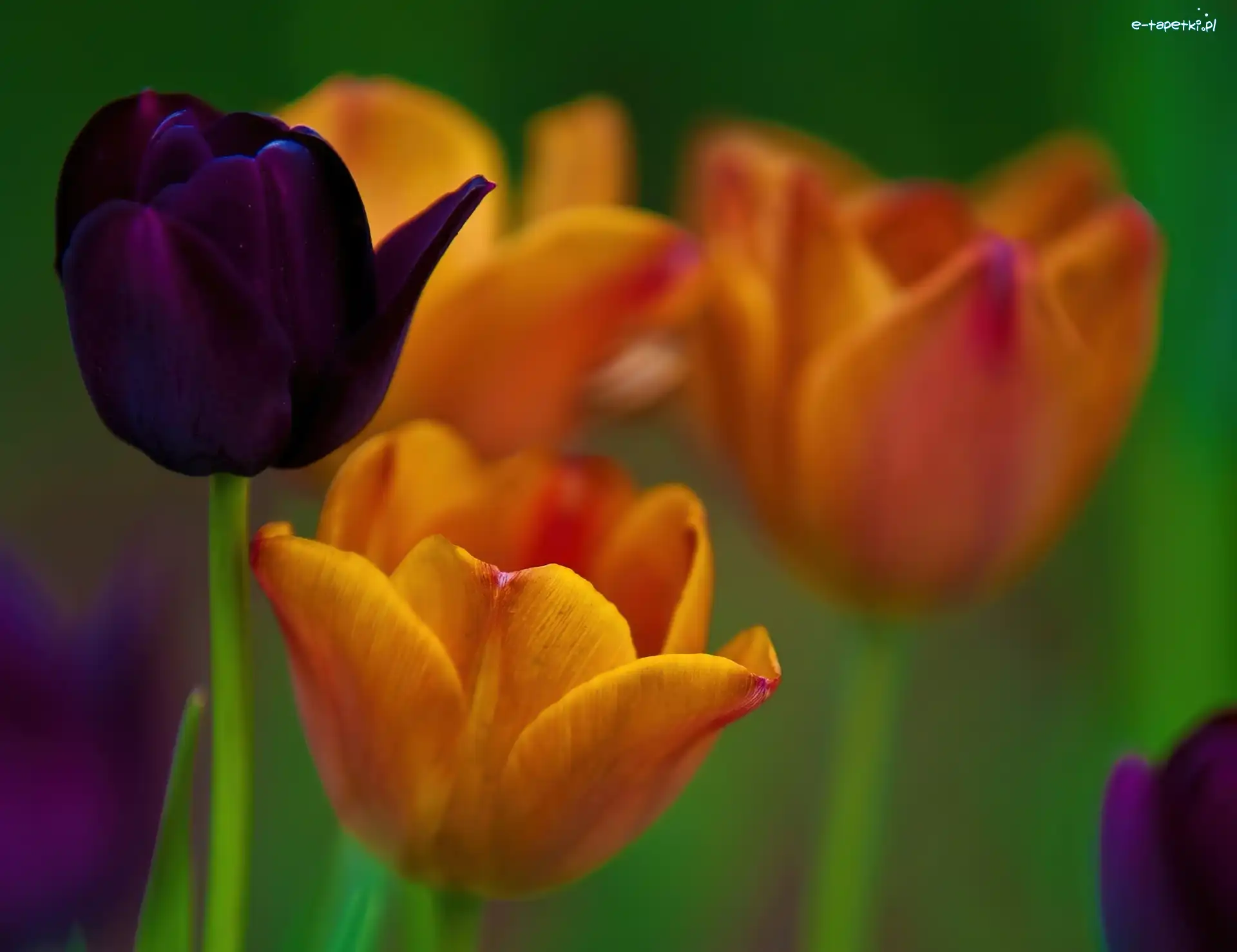 Tulipany, Kolorowe