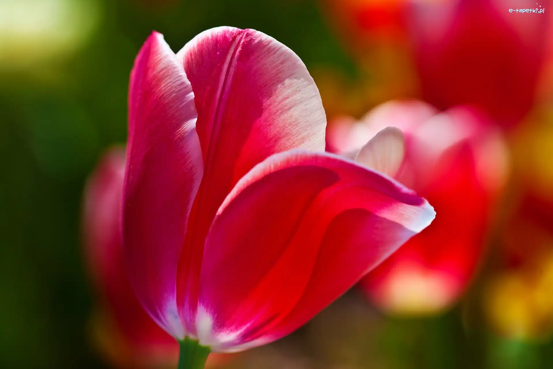 Tulipan, Różowy