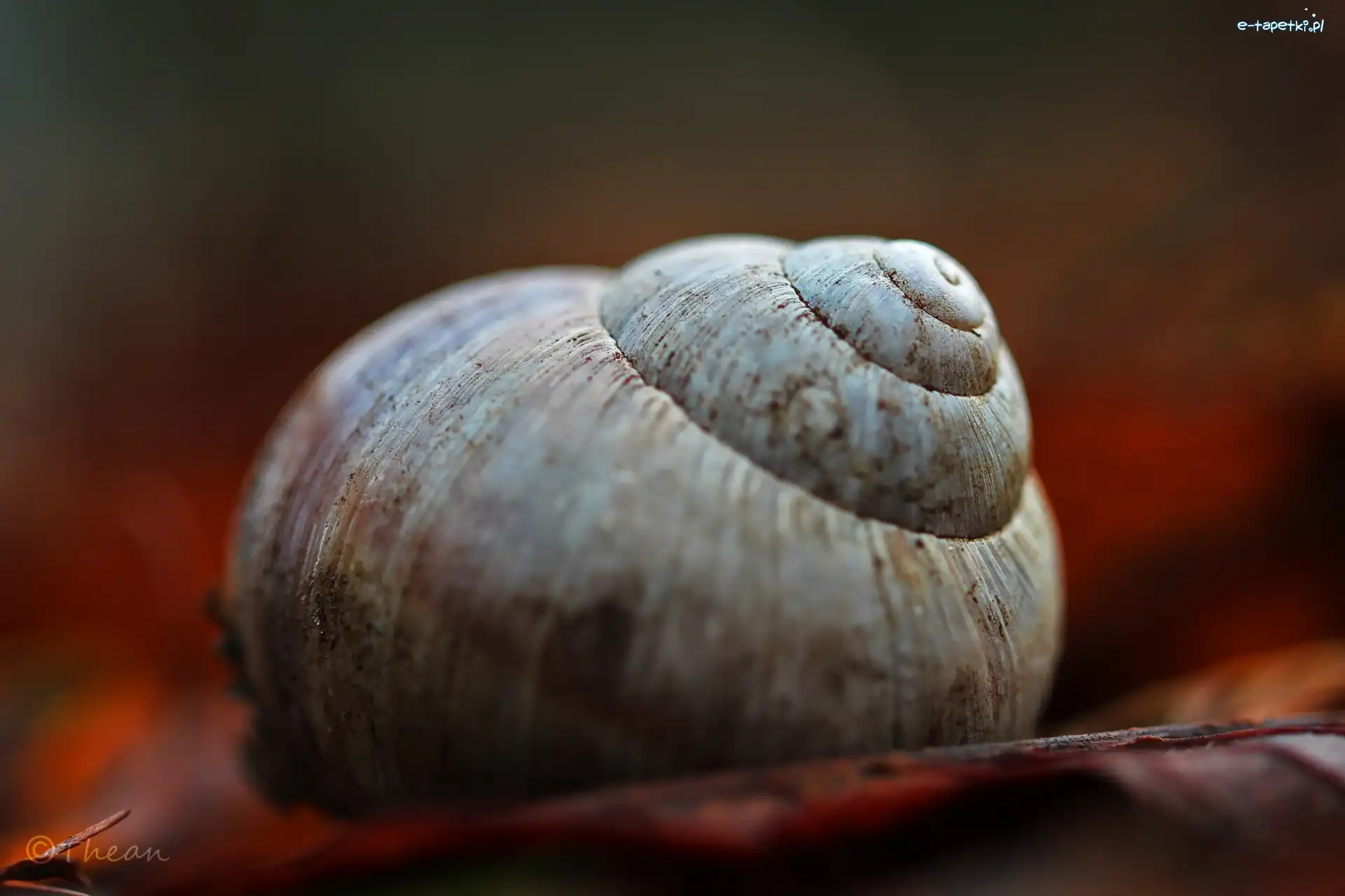 Ślimaka, Muszla
