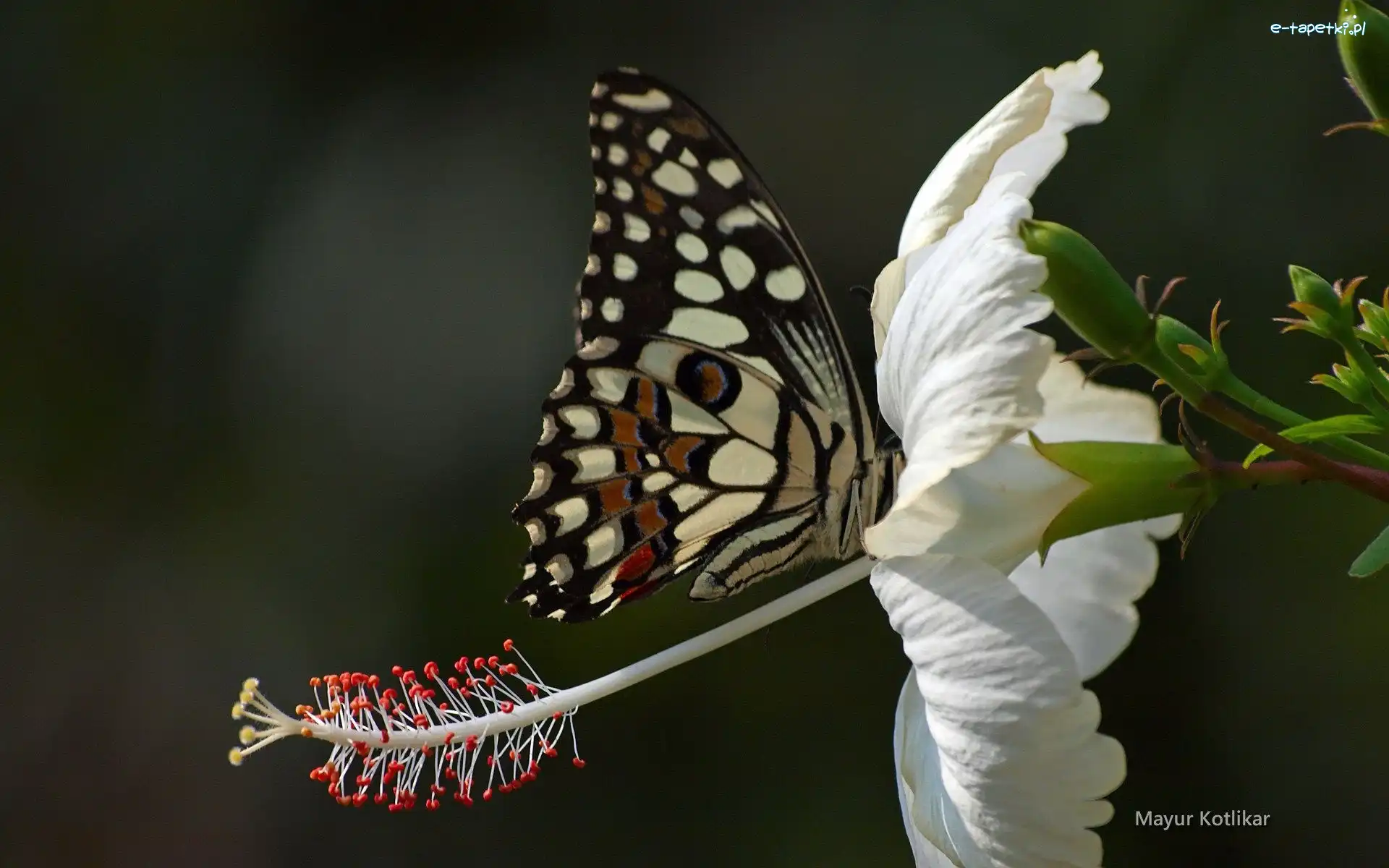 Biały, Hibiskus, Kwiat, Motyl