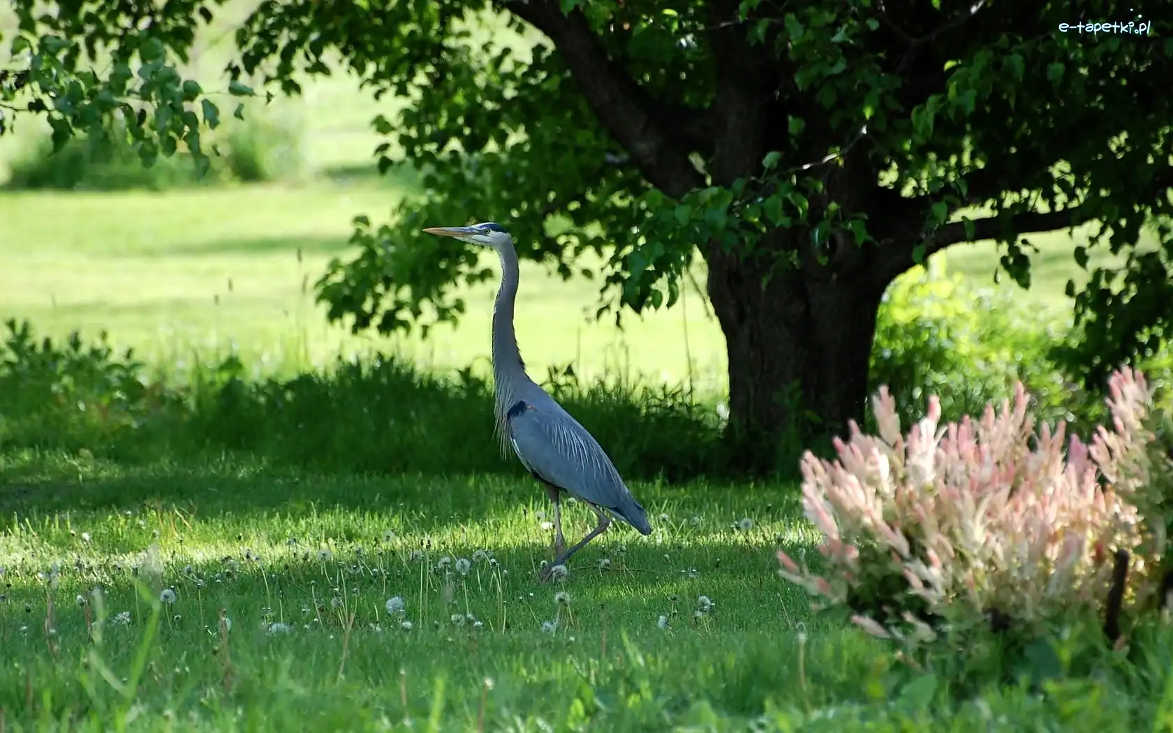 Czapla, Łąka