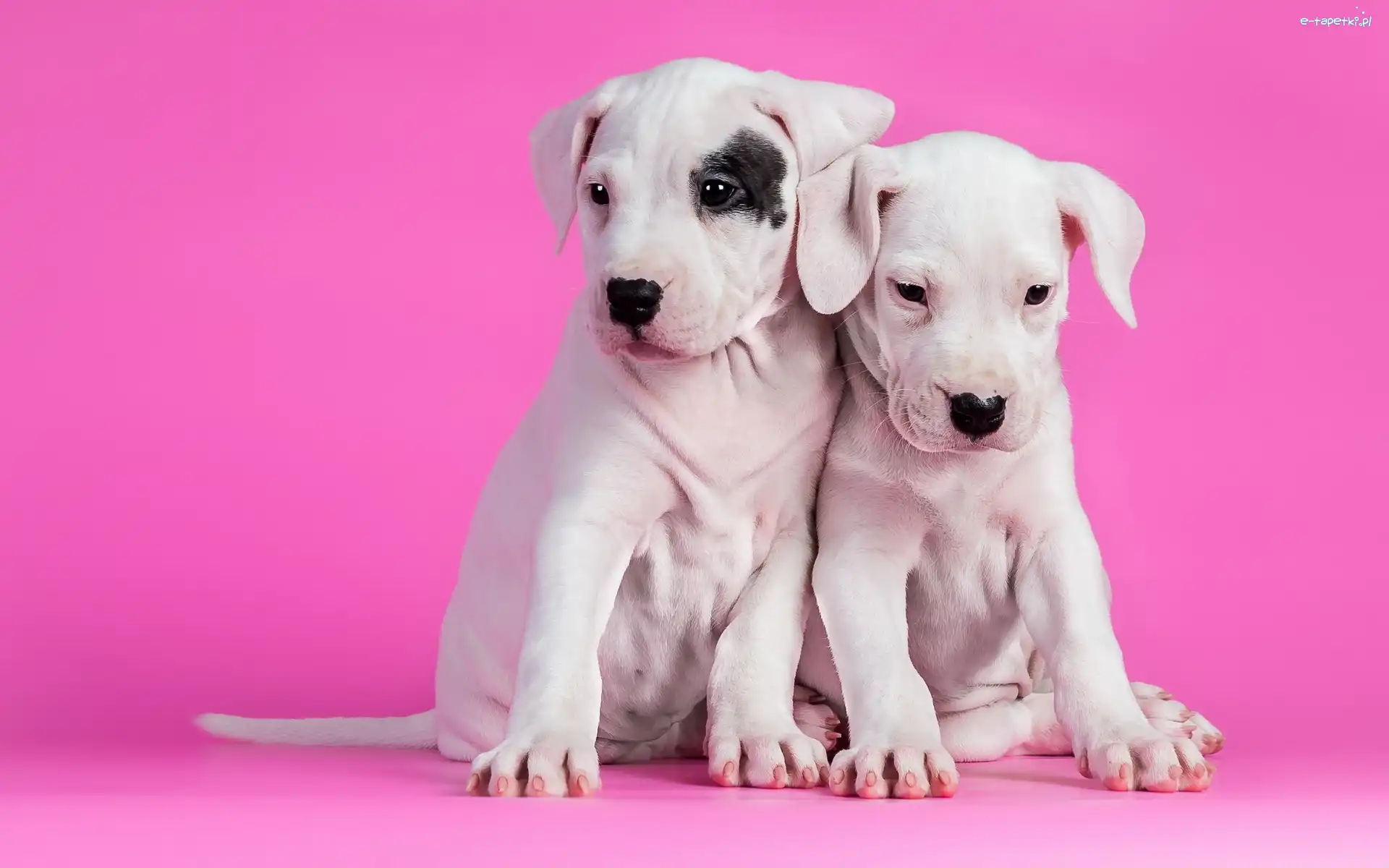Pieski, Pit Bull Terrier, Szczeniaki, Dwa