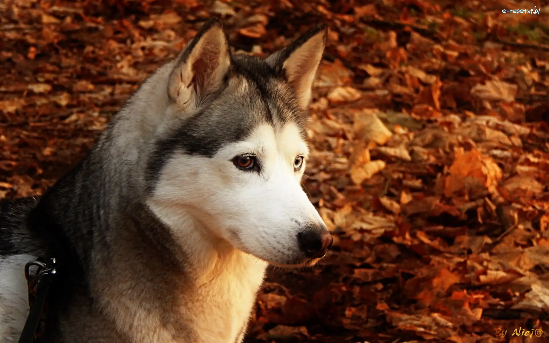 Liście, Mordka, Husky