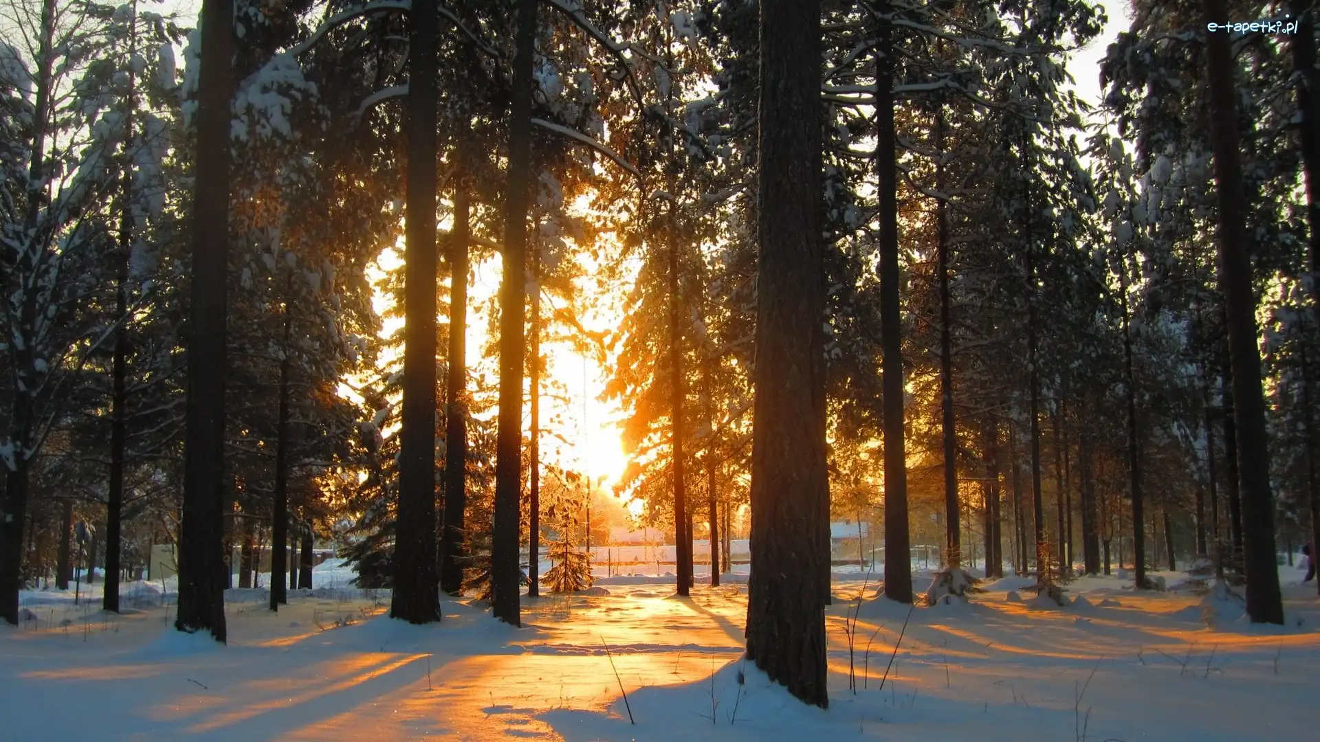 Park, Śnieg, Drzewa, Słońca, Zachód