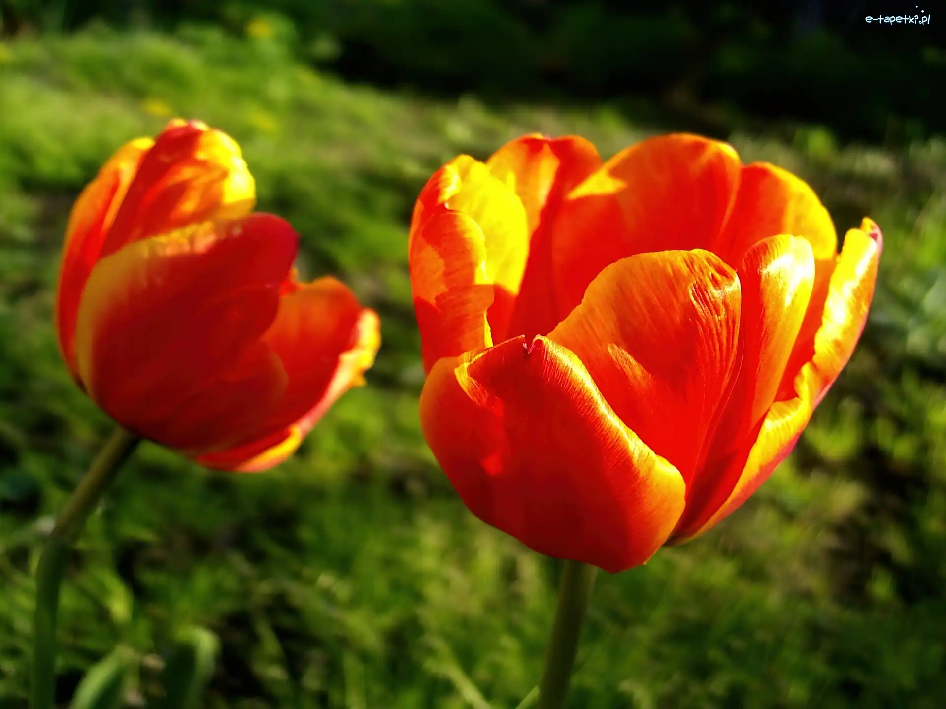 Tulipany, Żółte