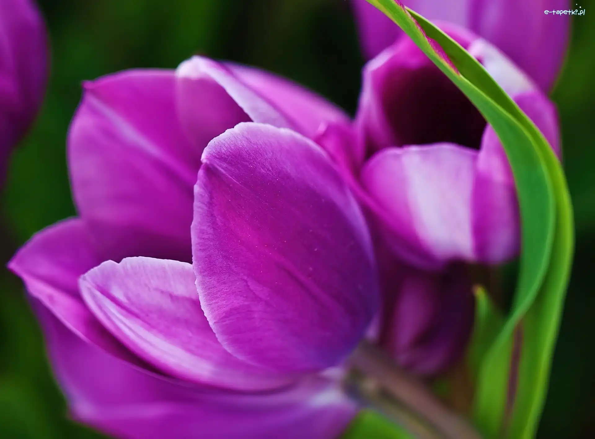 Tulipany, Fioletowe