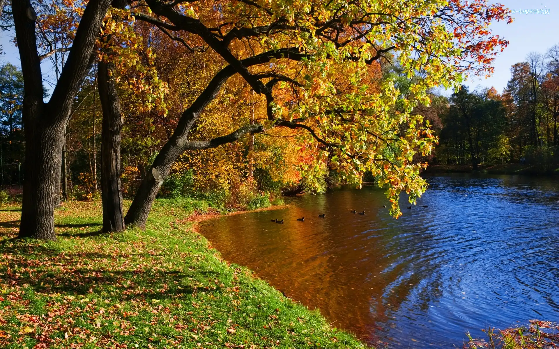 Kaczki, Jesień, Park, Rzeka