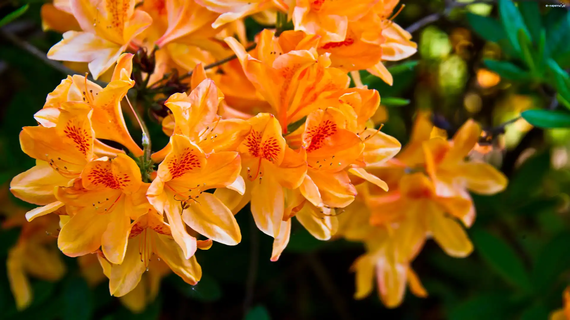 Rododendron, Kwiaty