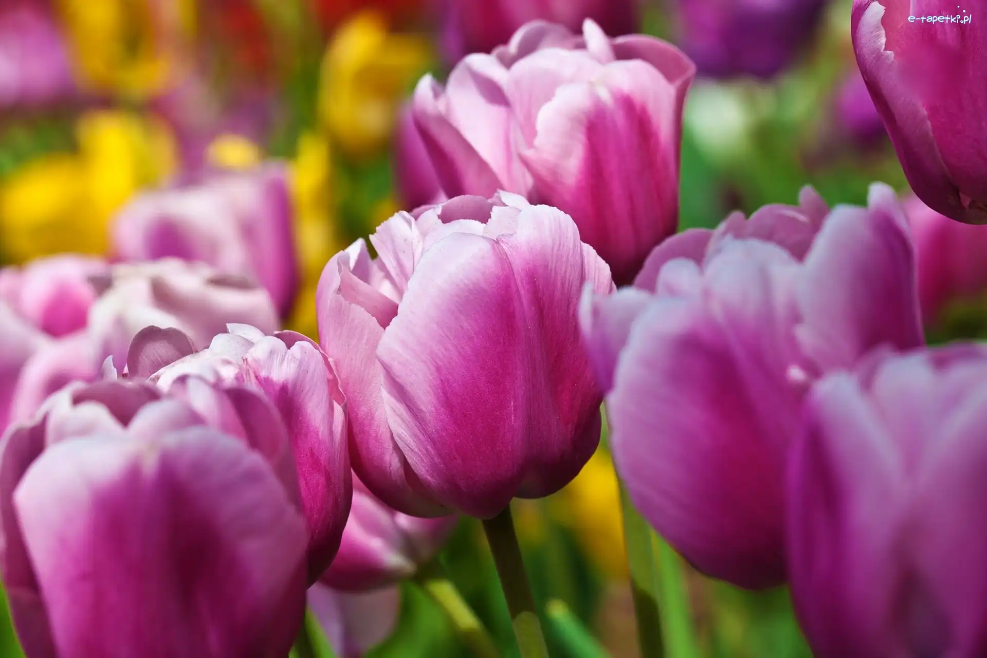 Tulipany, Fioletowe