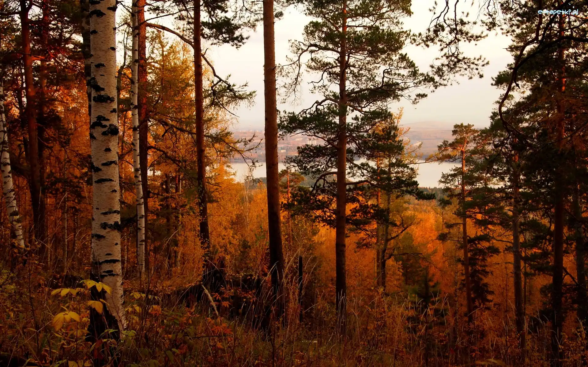 Jezioro, Las