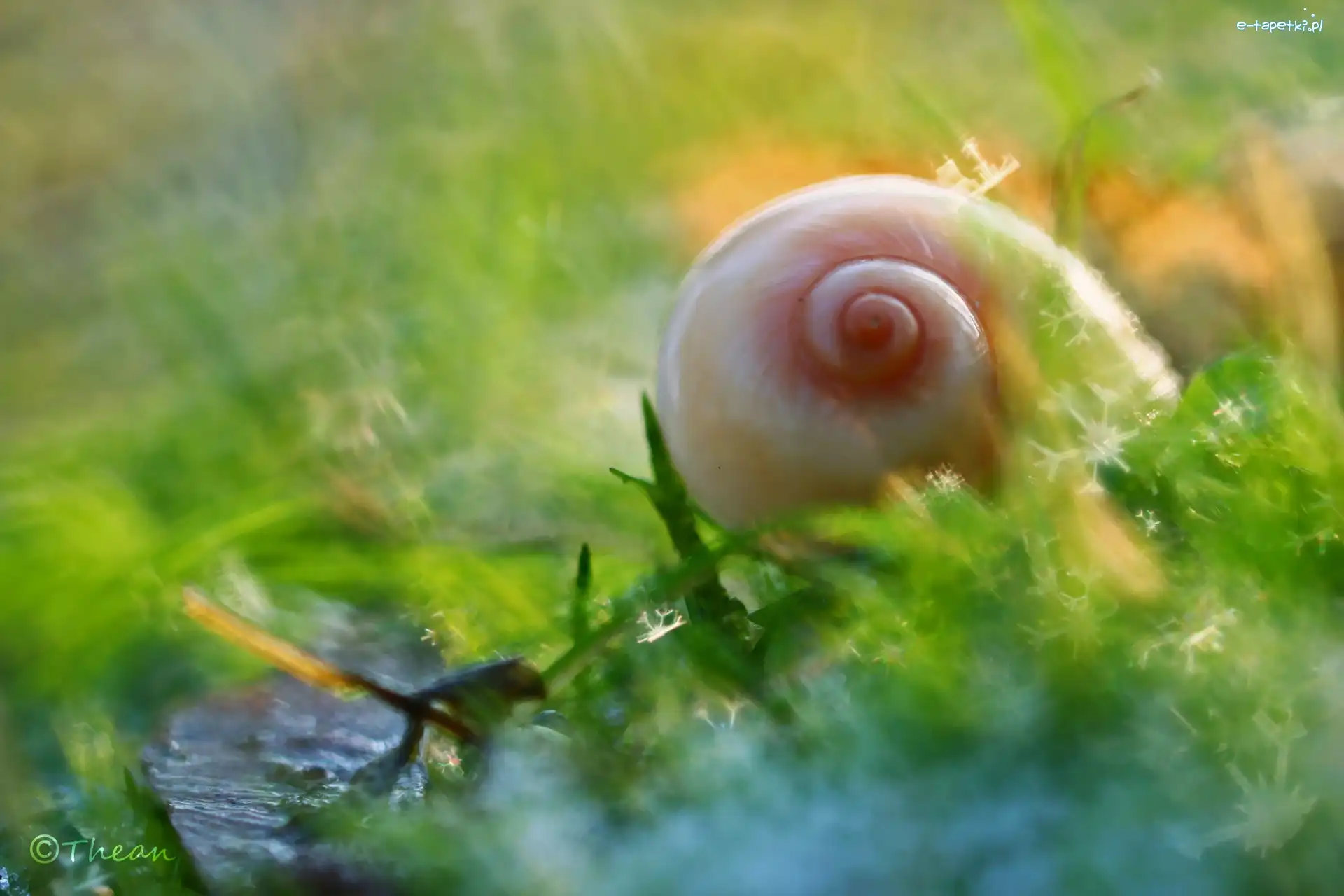 Bokeh, Trawa, Muszelka