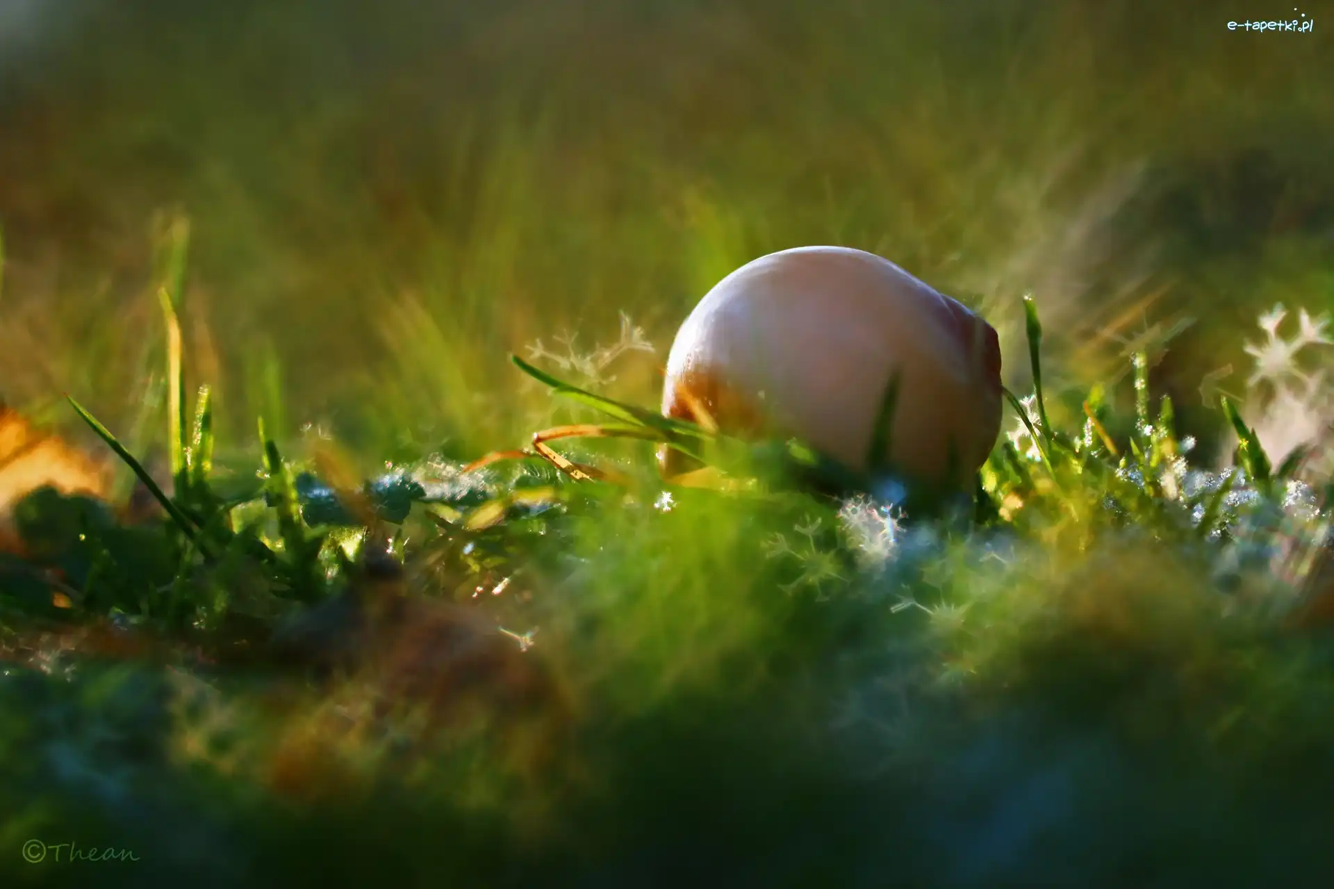 Trawa, Makro, Bokeh, Muszelka