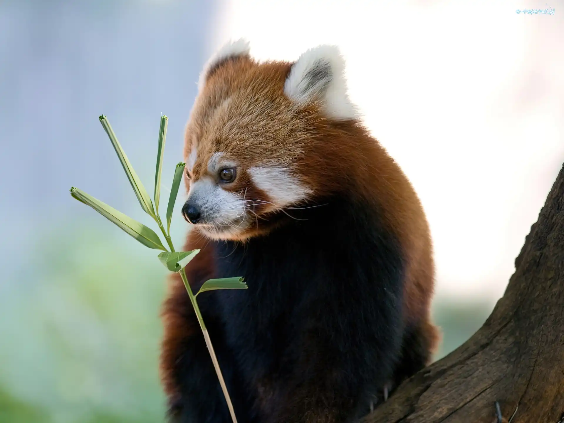 Drzewo, Pandka ruda, Gałązka, Panda