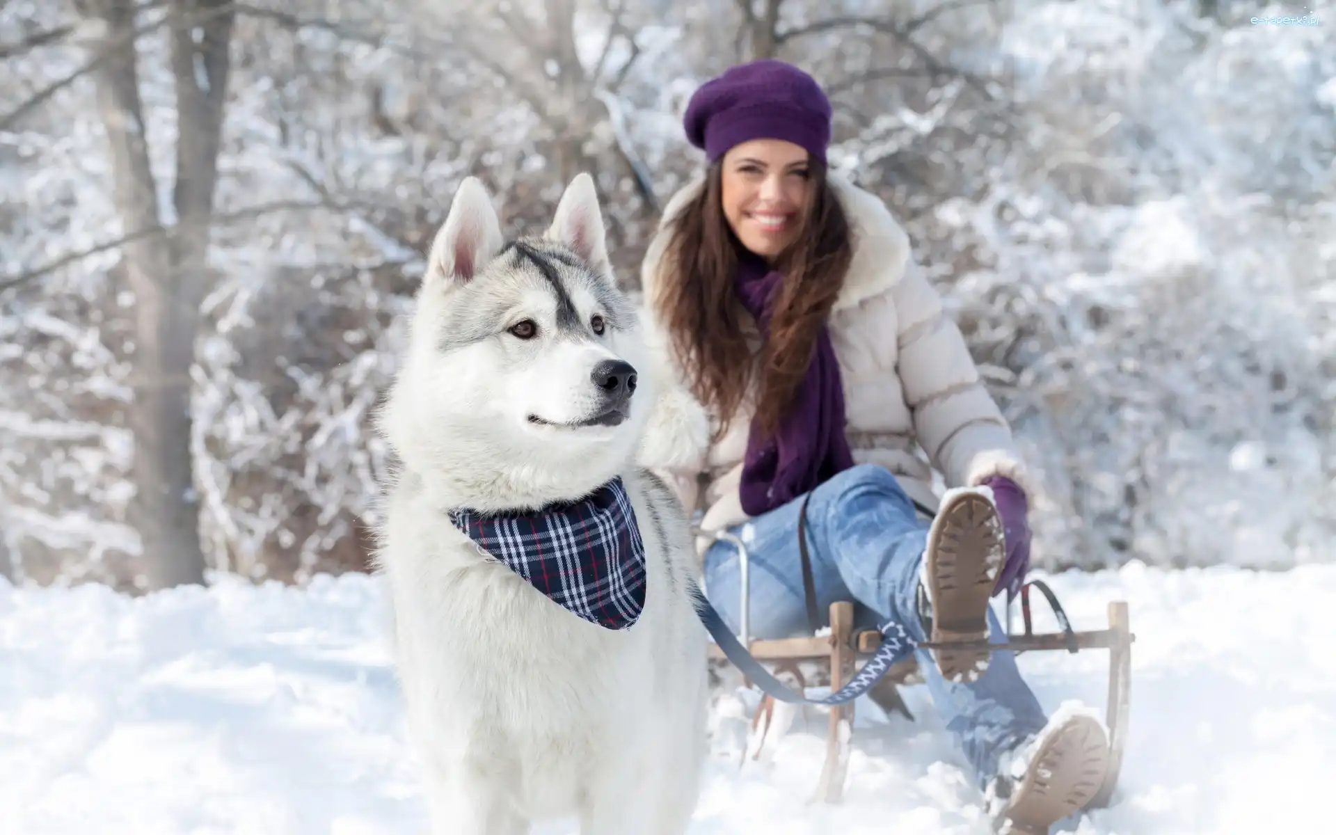 Dziewczyna, Husky, Pies, Sanki, Zima