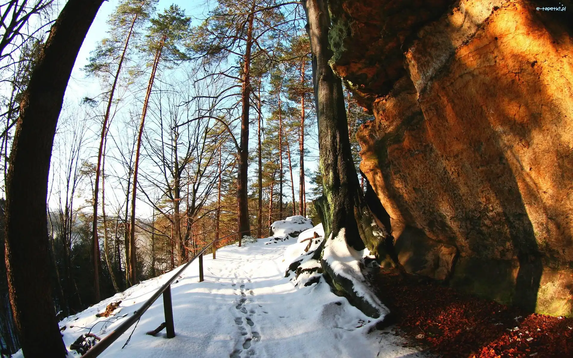Drzewa, Ścieżka, Zima