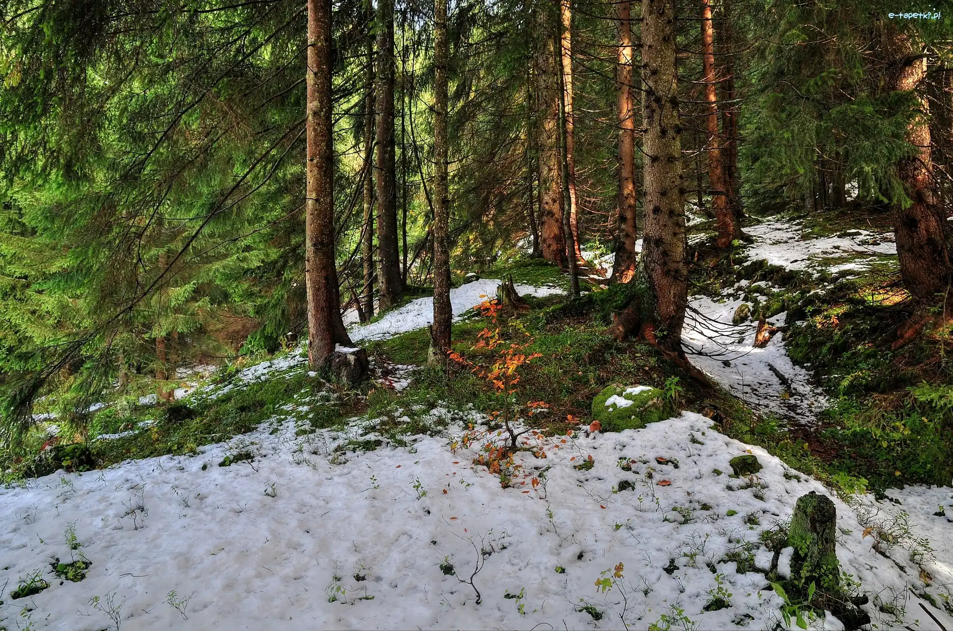 Jesień, Śnieg, Pierwszy, Las