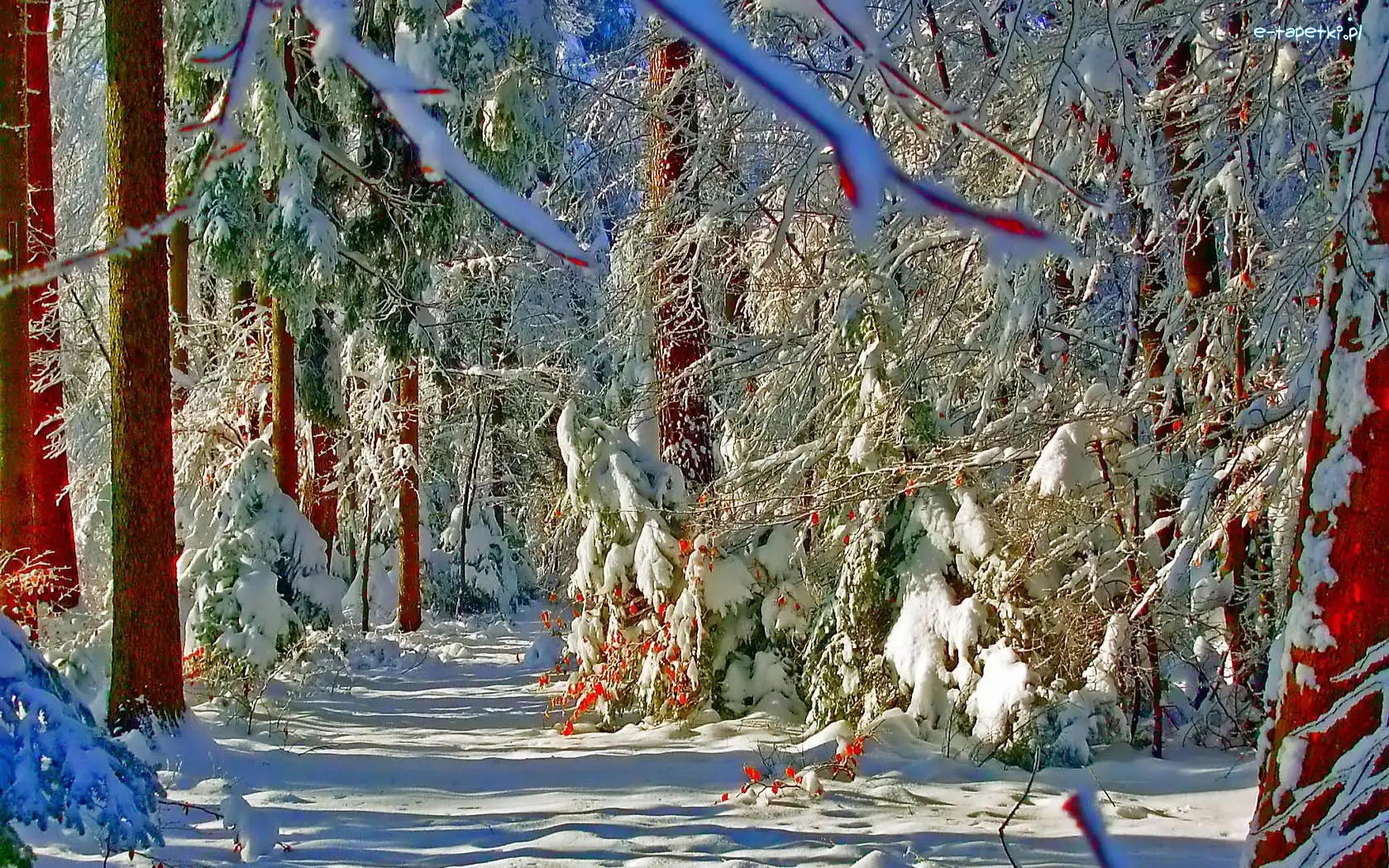 Las, Śnieg, Zima