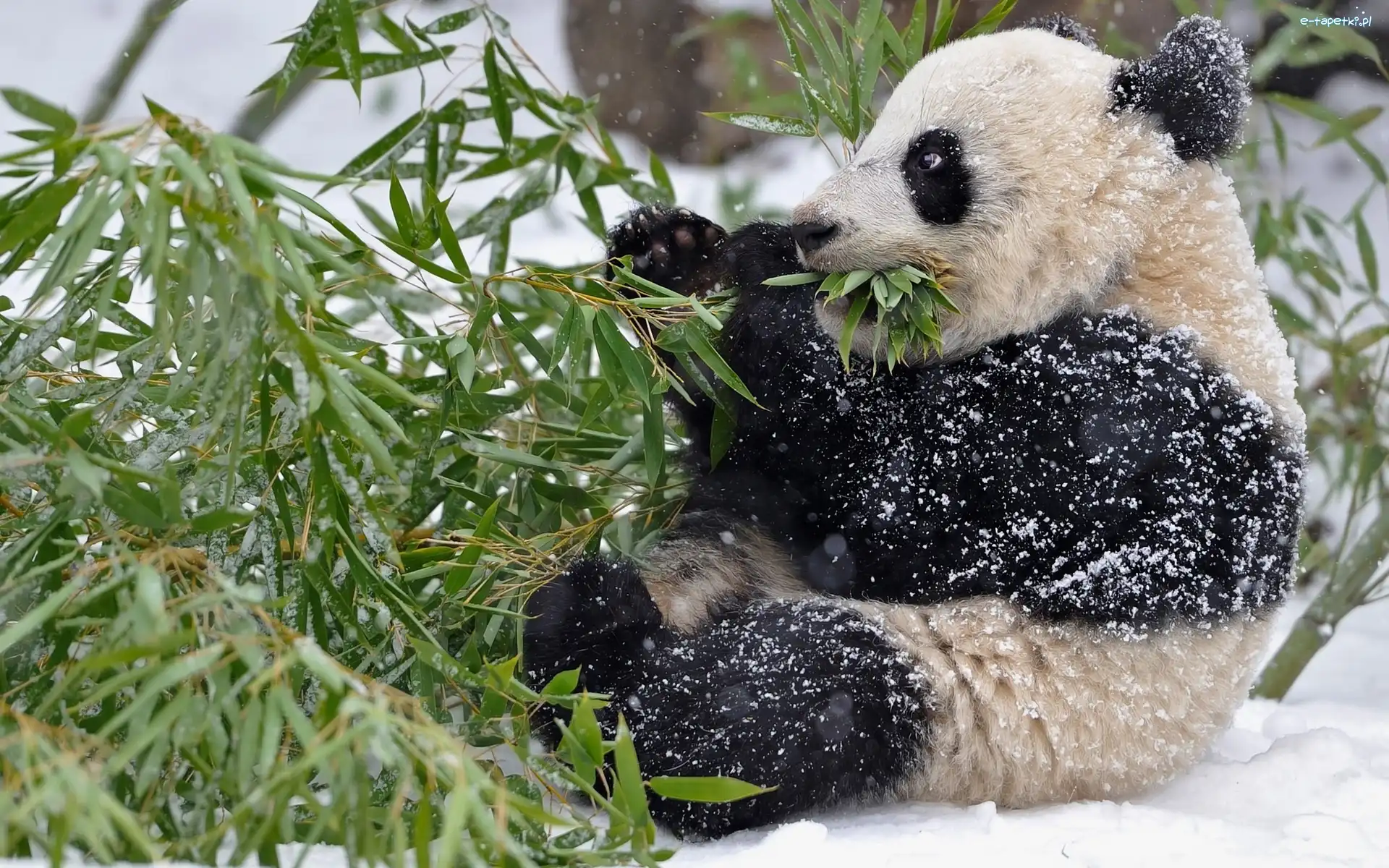 Miś, Gałąz, Panda, Zima, Pożywienie