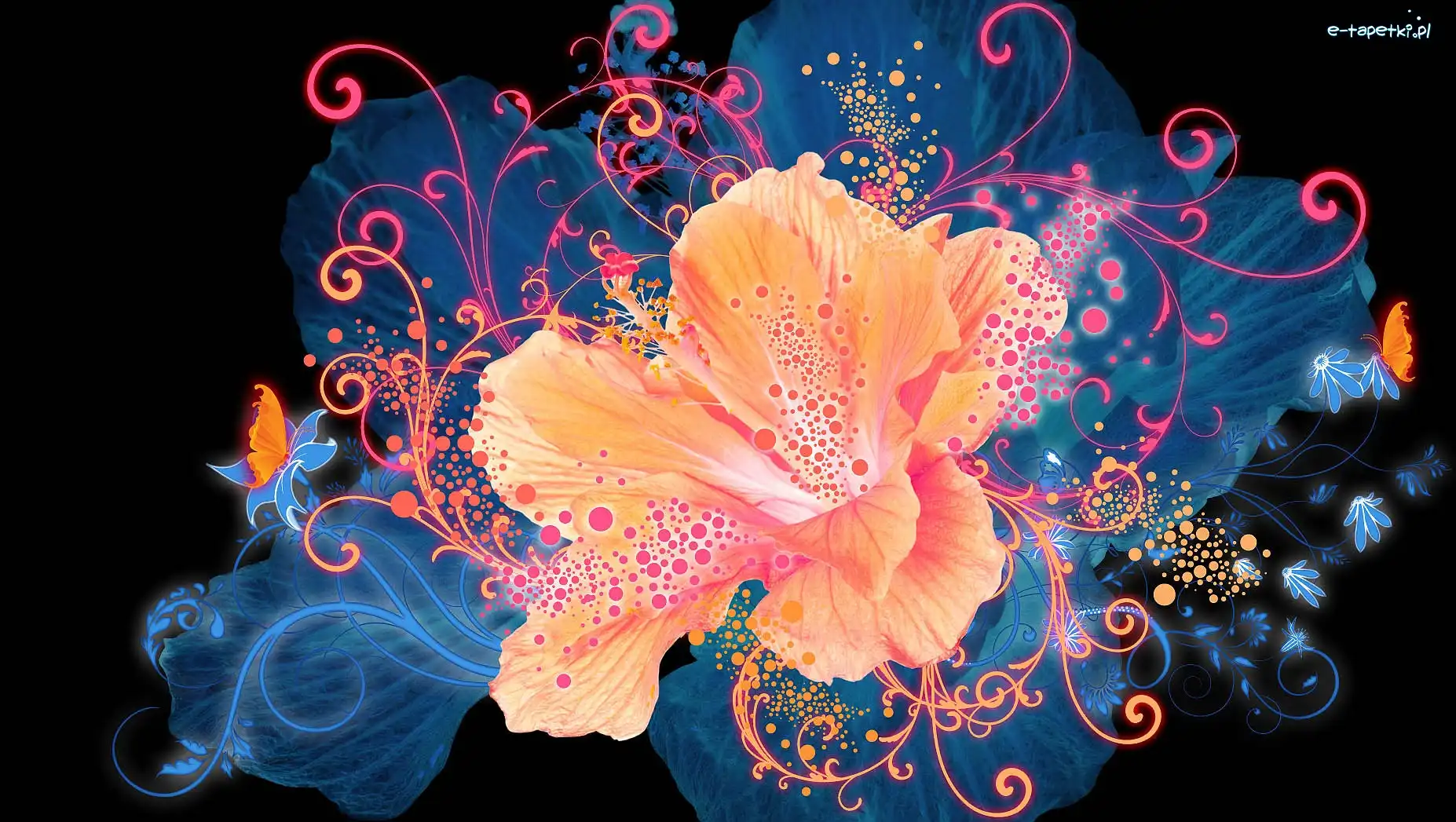 Lilia, Grafika