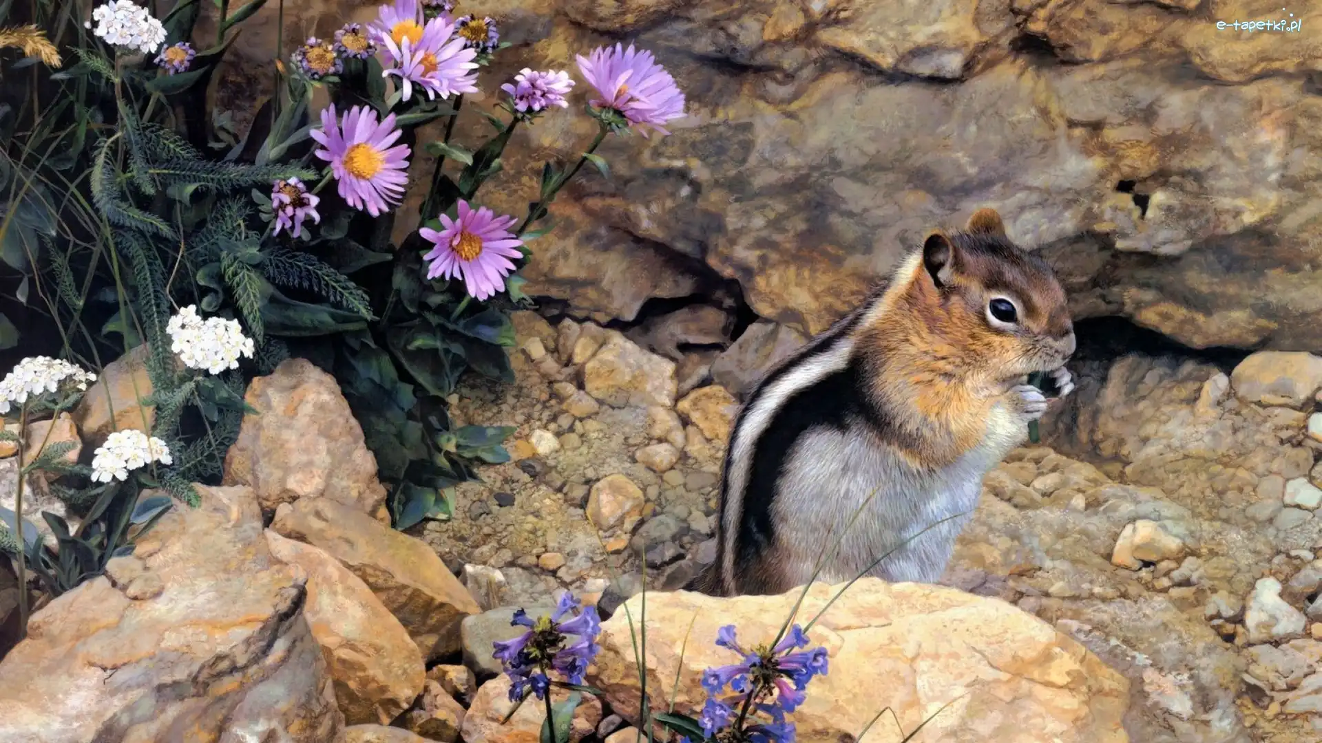 Fioletowe, Skały, Białe, Kwiaty, Kamienie, Chipmunk