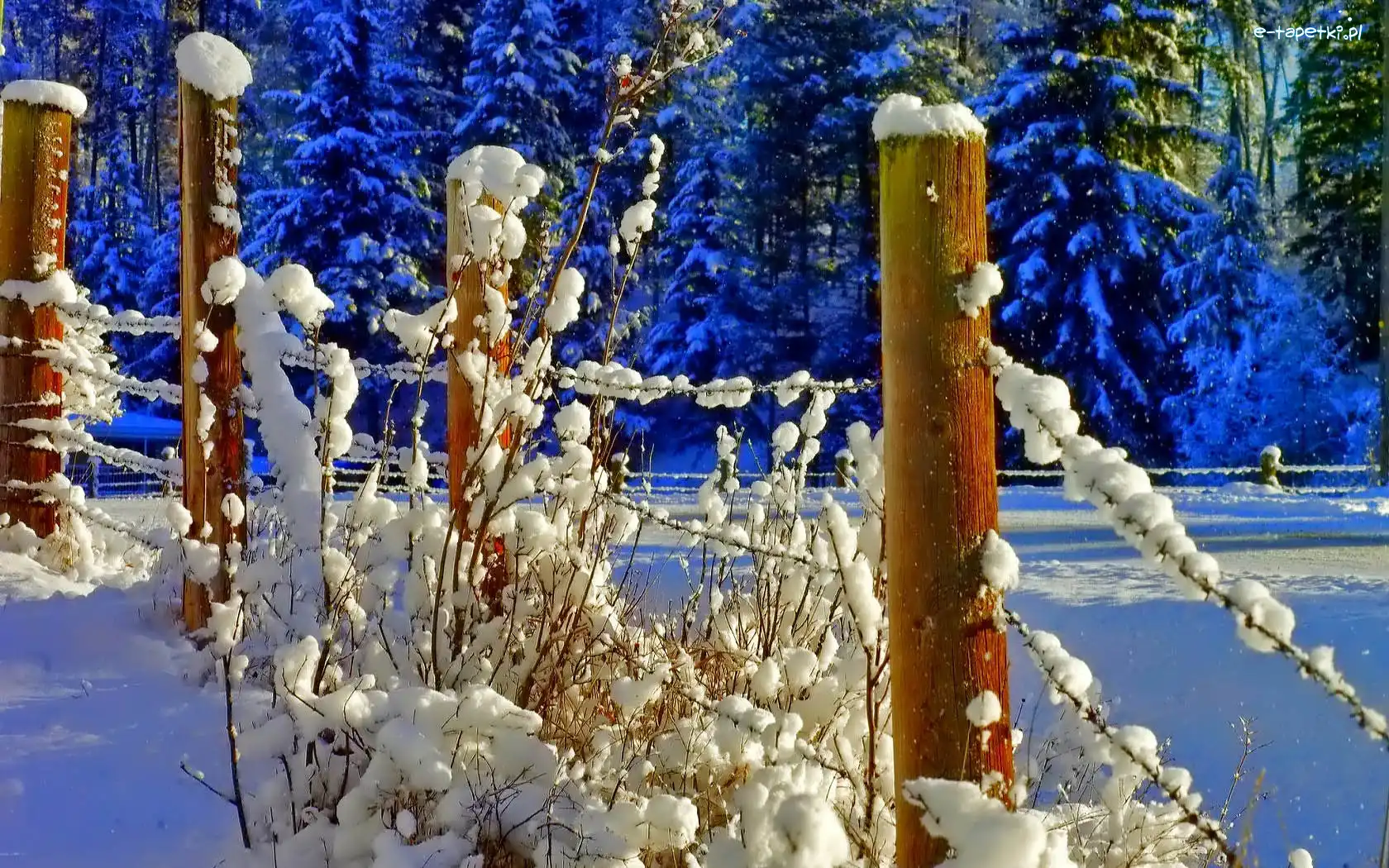 Las, Śnieg, Płot, Zima