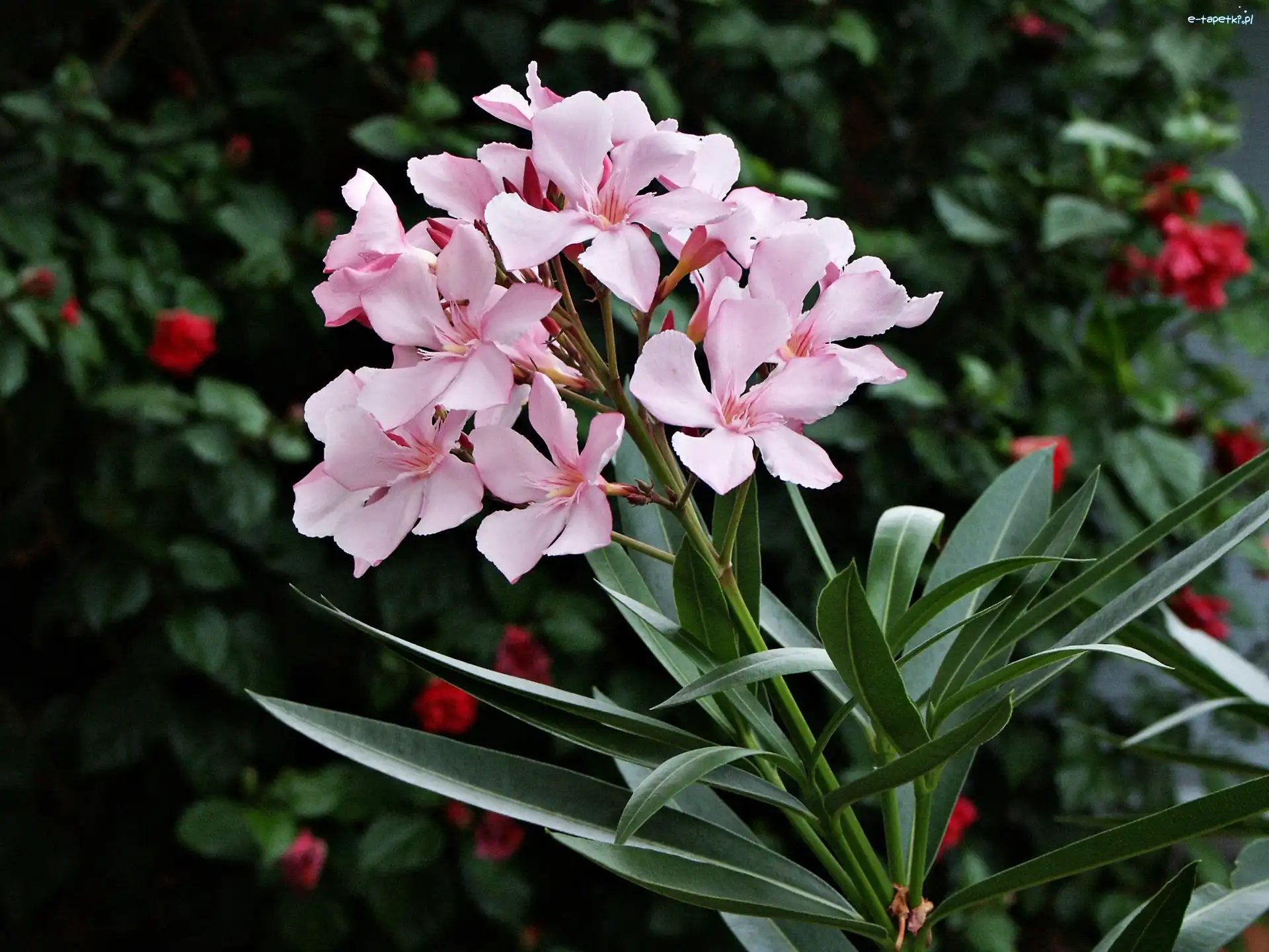 Rozmycie, Oleander, Różowy