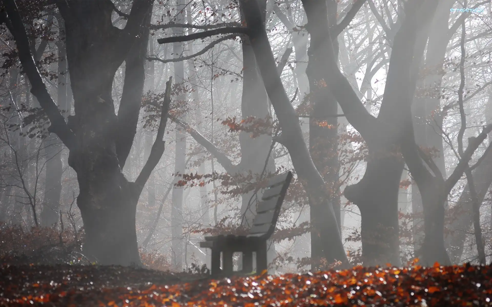 Drzewa, Liście, Ławka, Park