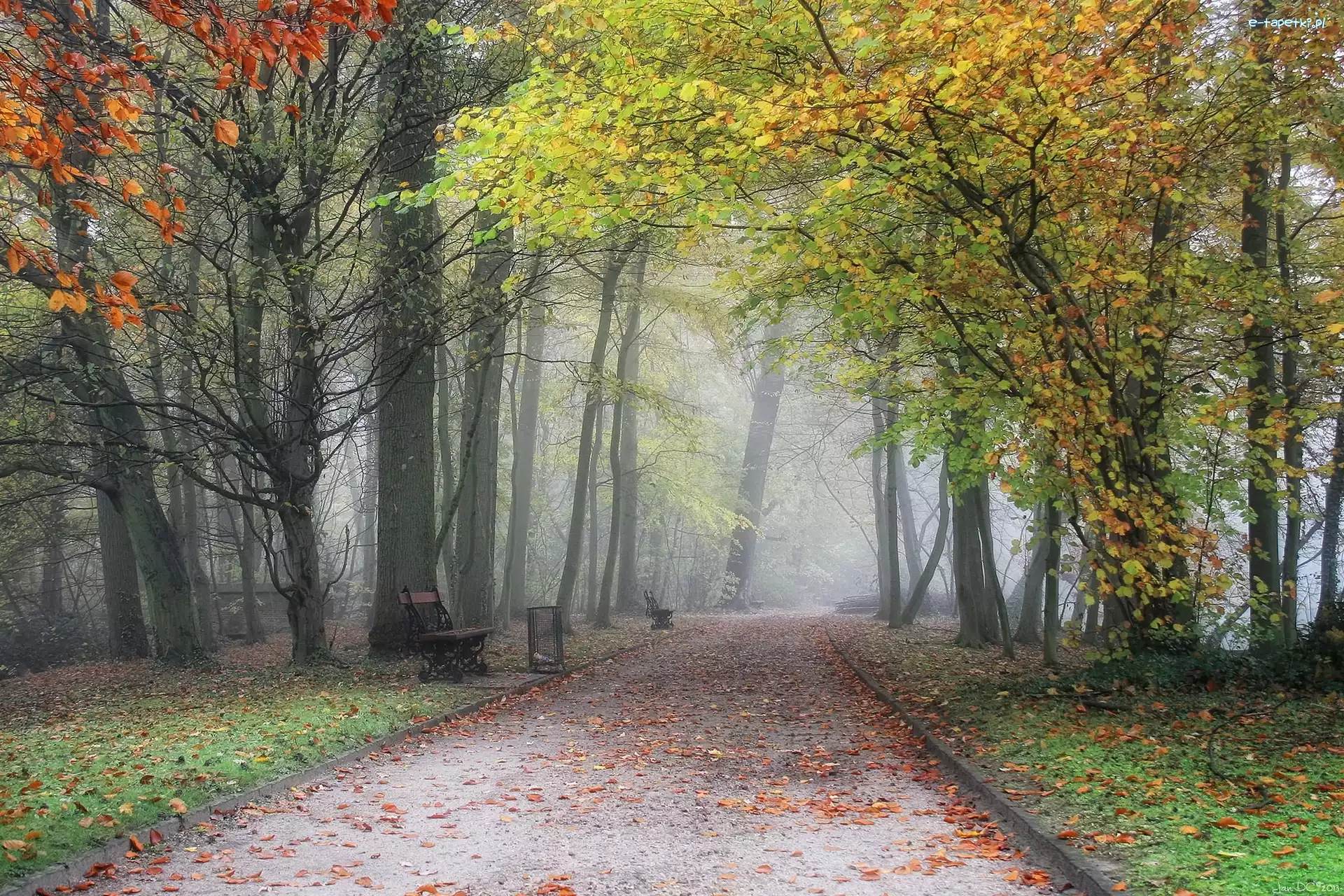 Park, Mgła, Aleja, Jesień, Liście