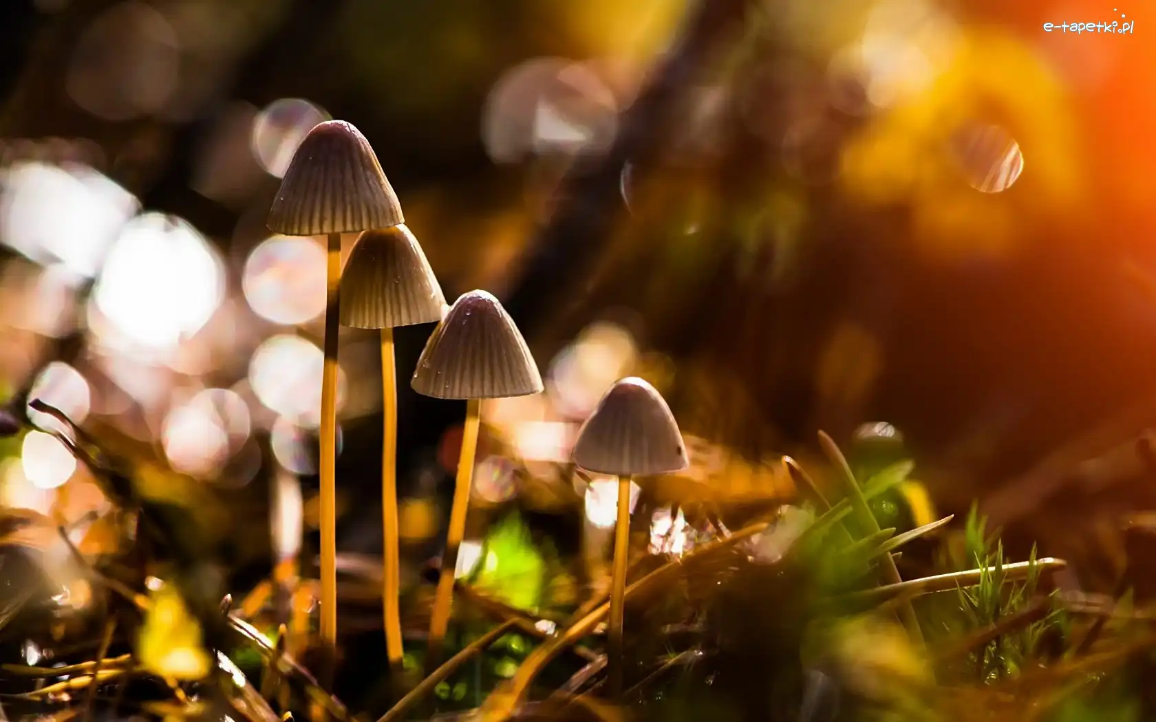 Bokeh, Grzybki, Małe