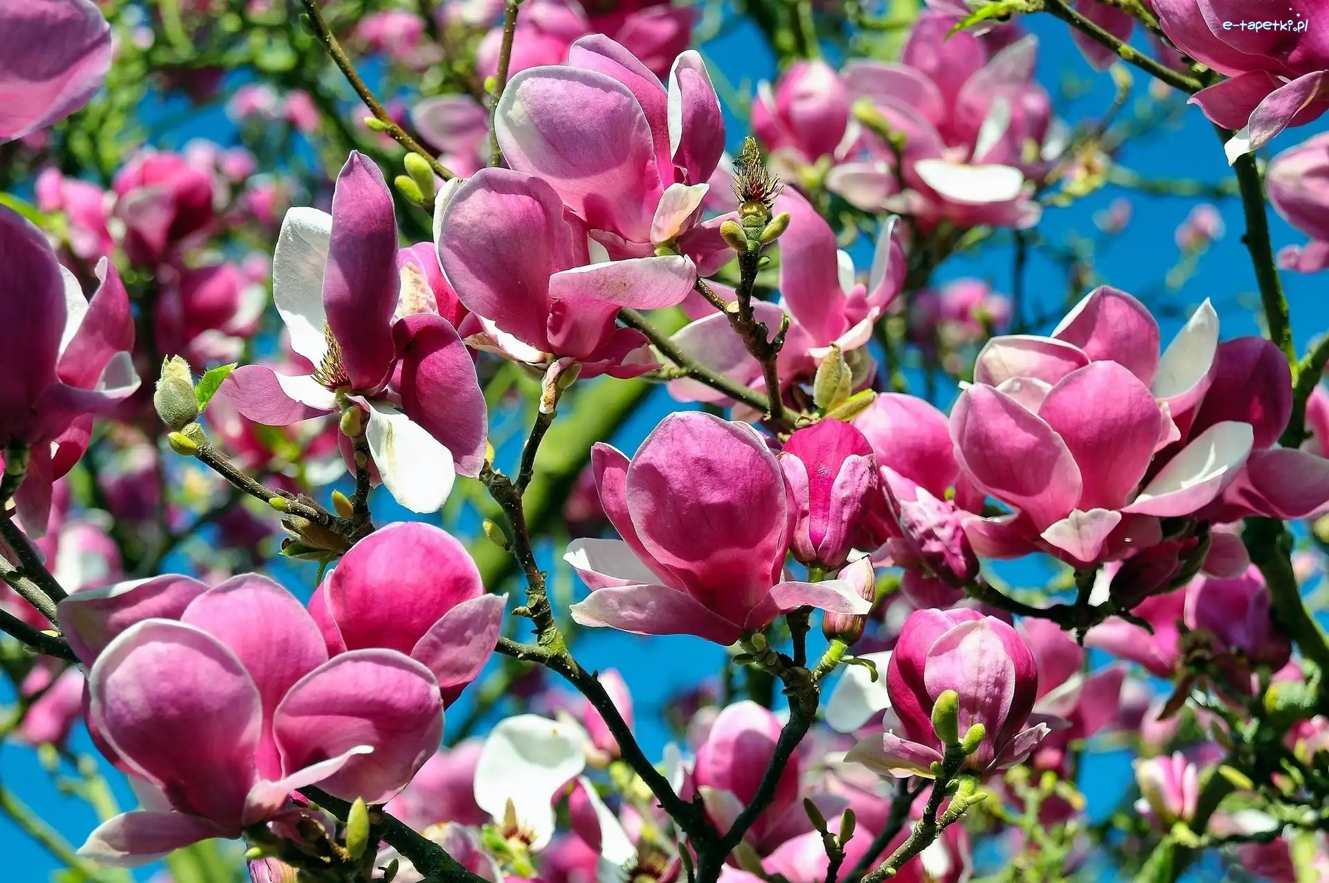 Magnolii, Drzewa, Kwiaty