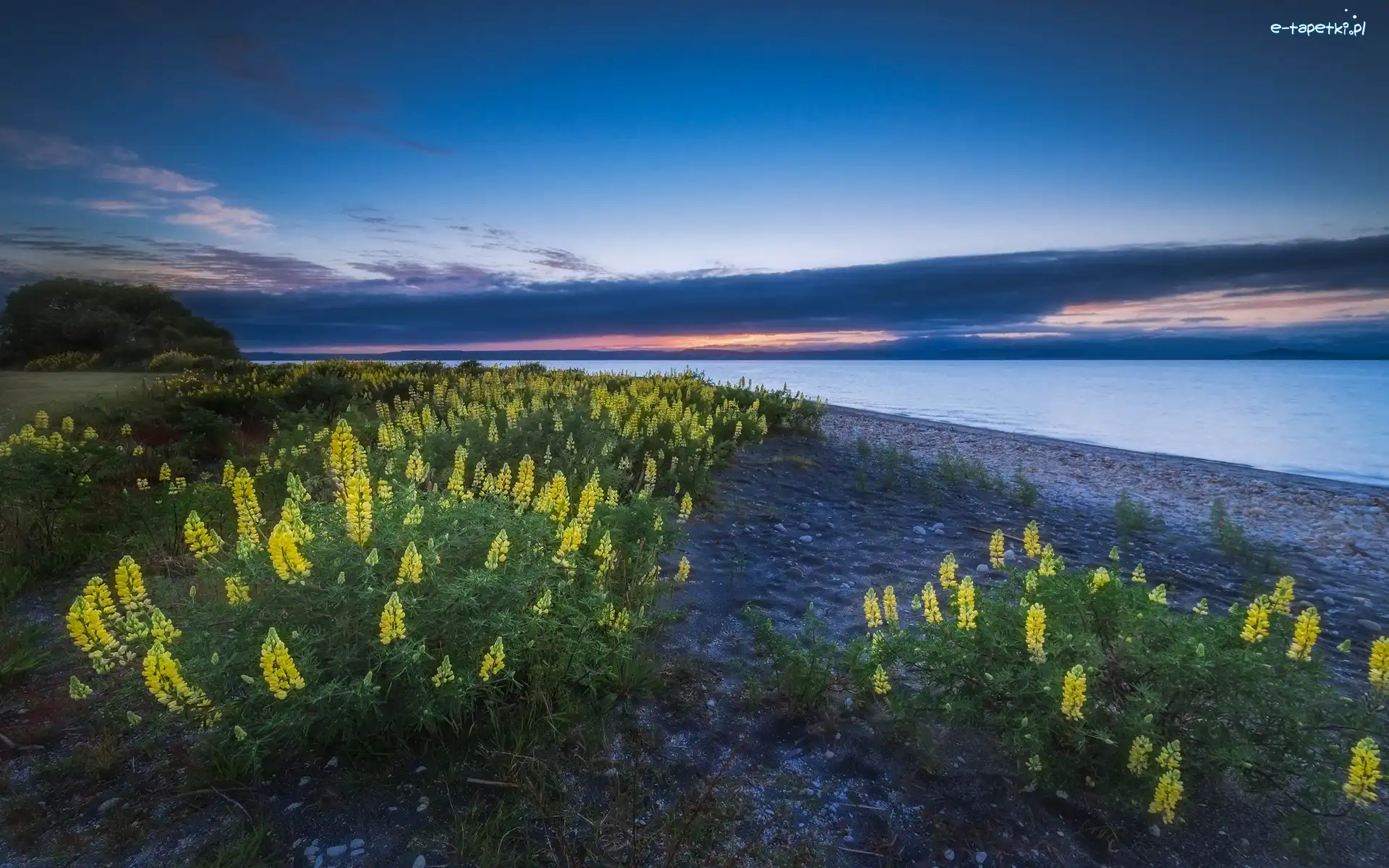 Żółty, Taupo, Kwiaty, Łubin, Jezioro, Nowa Zelandia