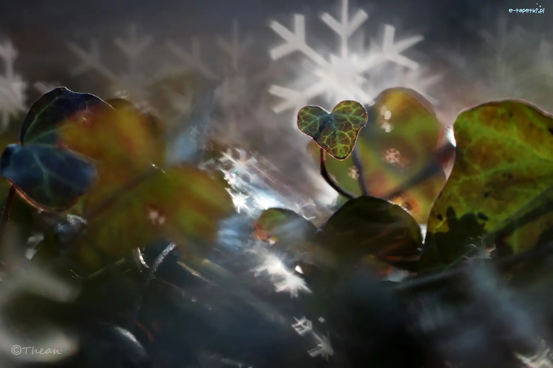 Bokeh, Bluszcz, Liście