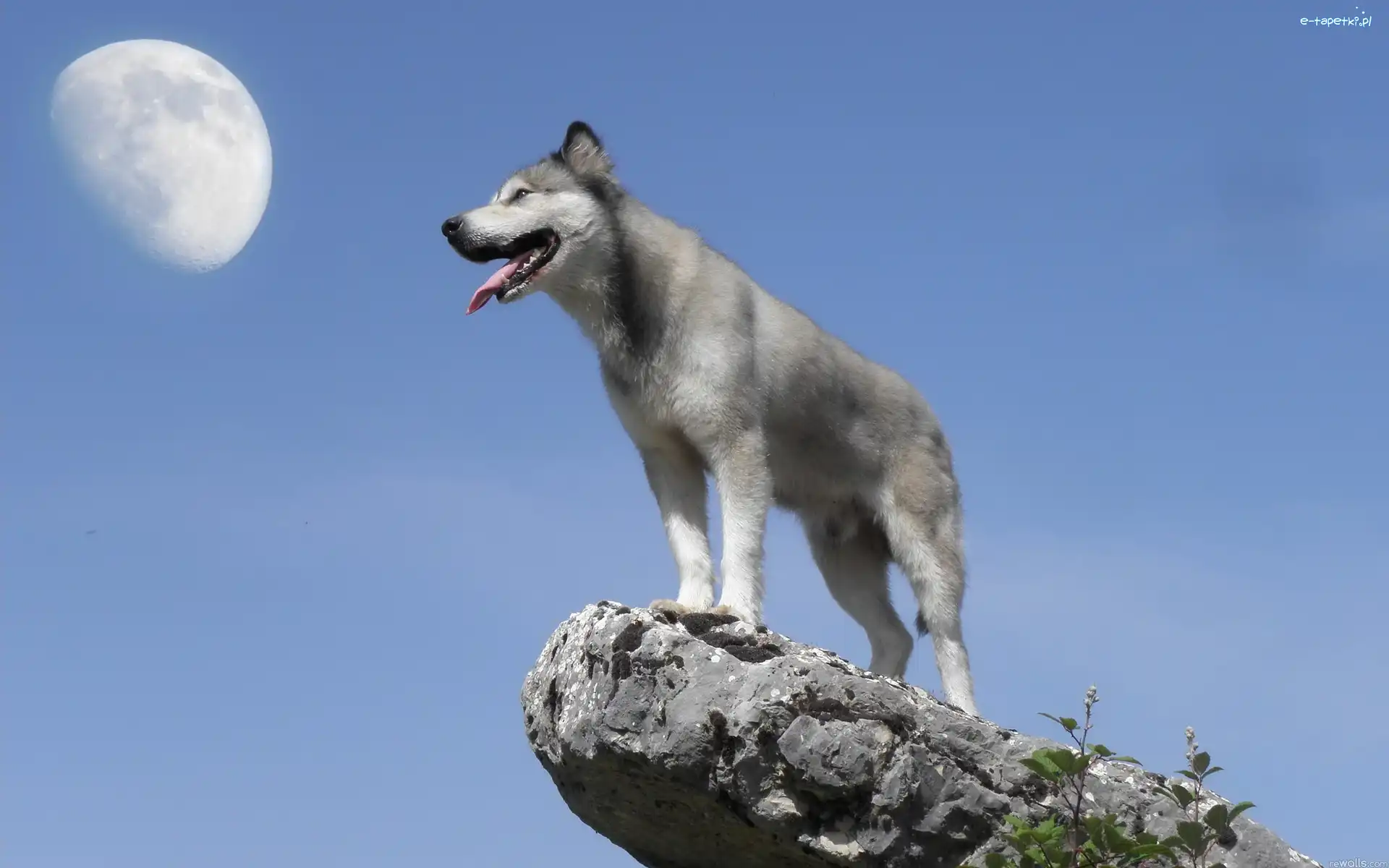 Skała, Niebo, Księżyc, Husky