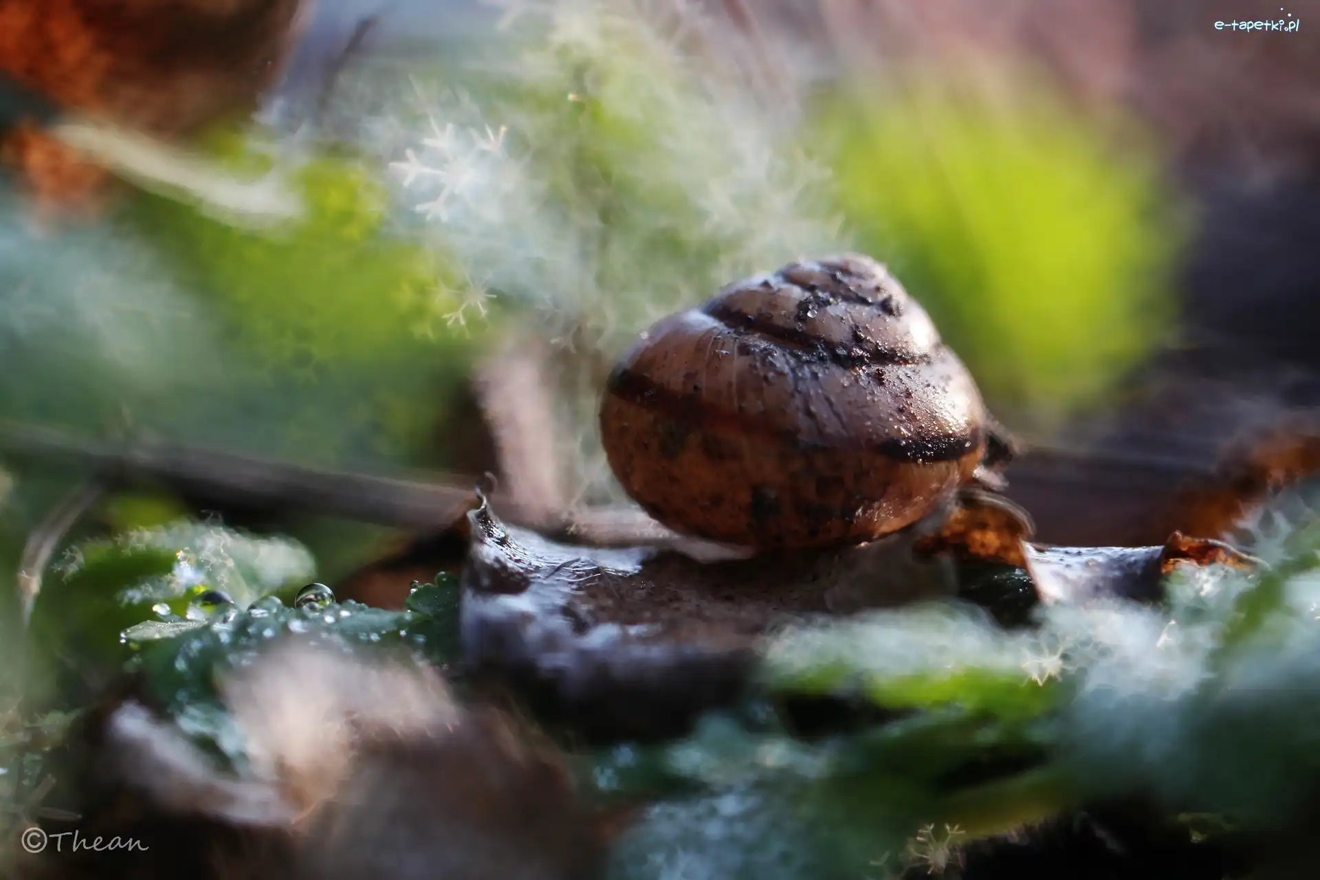Bokeh, Ślimaka, Muszla