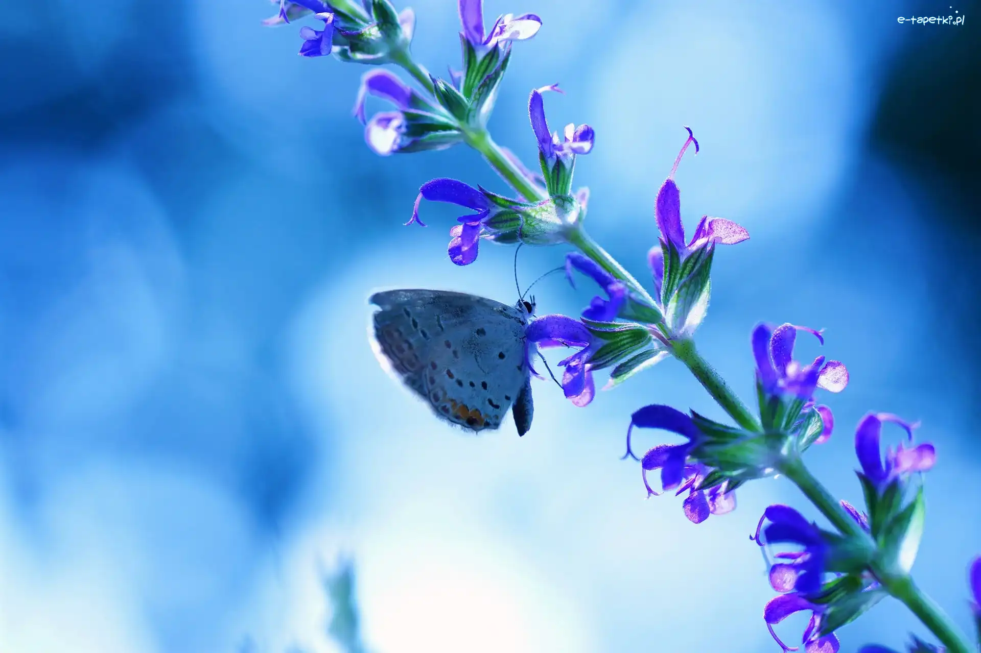 Kwiatki, Łodyżka, Motyl