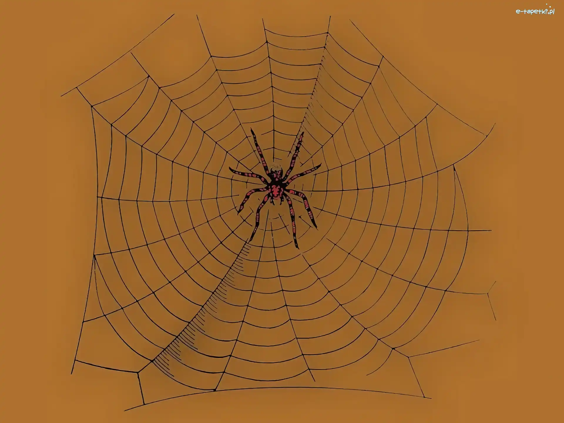 pajęczyna, pająk , Halloween