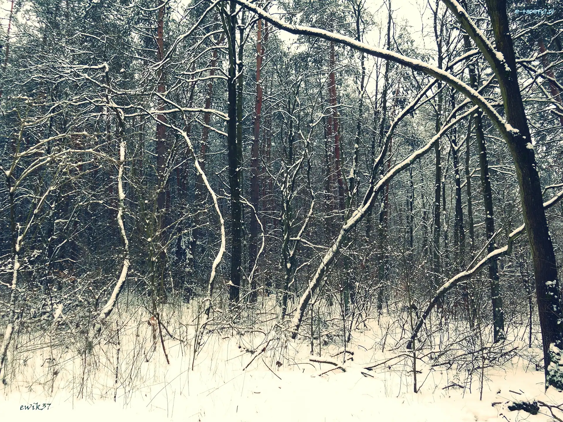 Zima, Las
